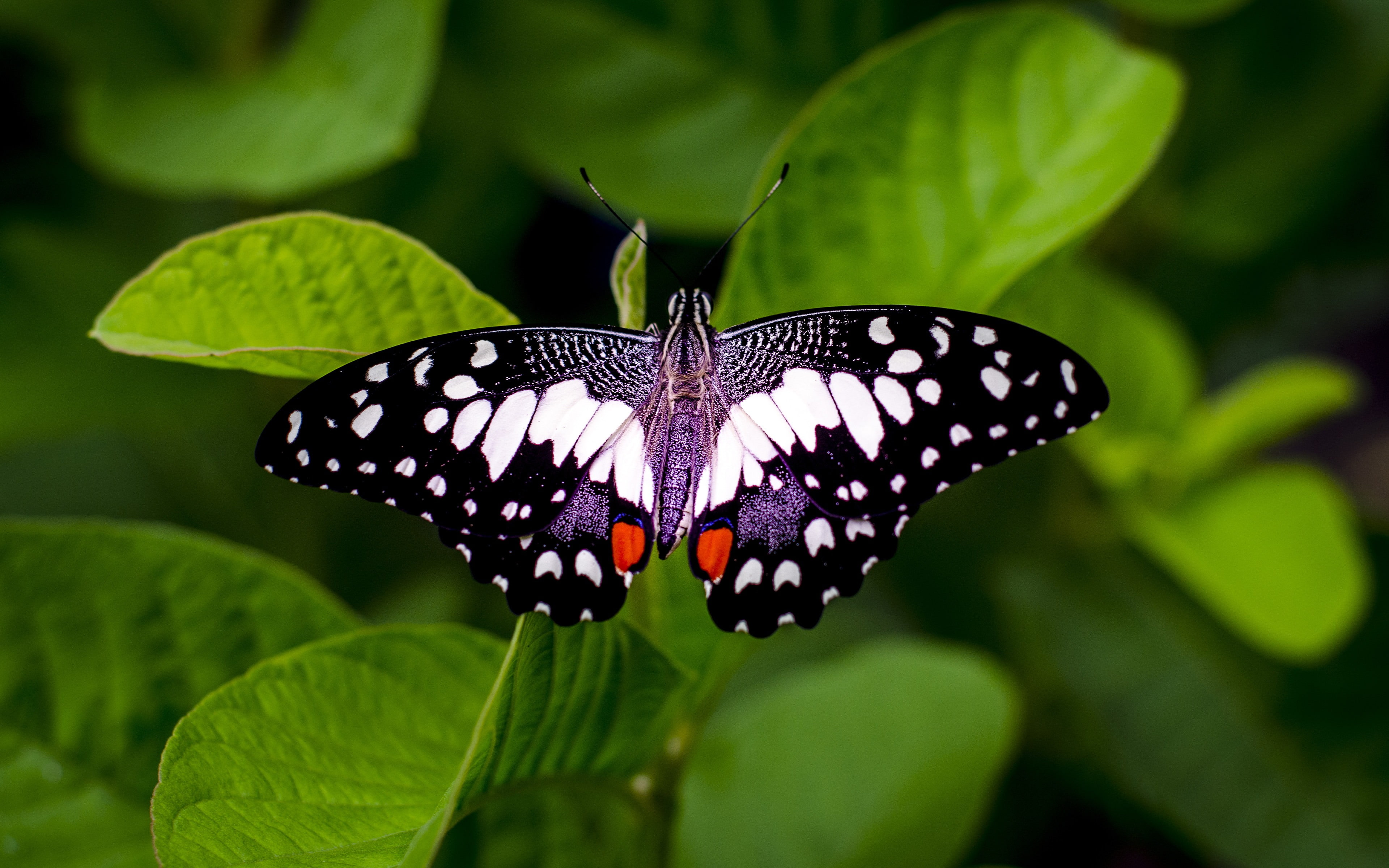 Green leaves butterfly close-up 4K High Quality, animal wildlife