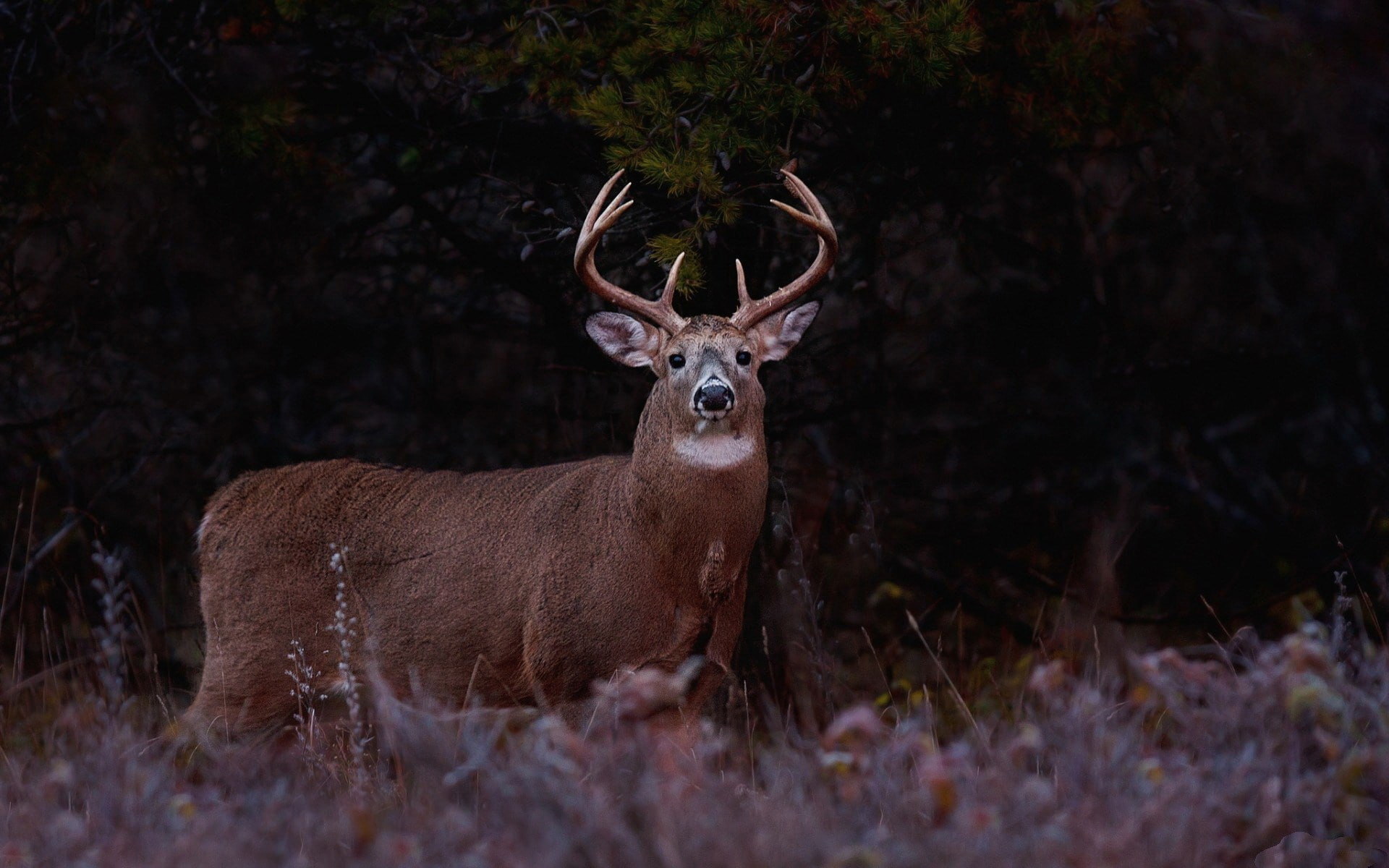 deer