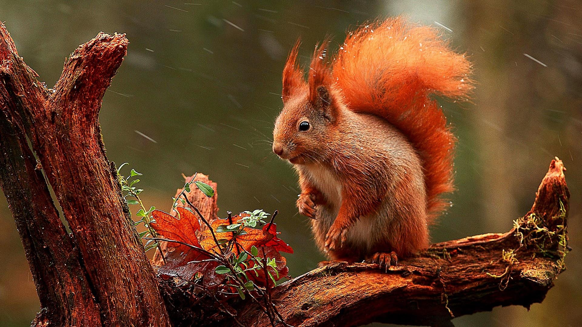 squirrel, snowing, tree, blurry, cute