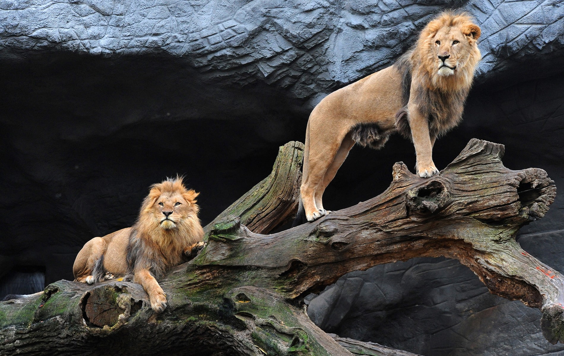 Two Lions To Dry Wood Sunrise First Warm Morning Ray Hd Wallpapers For Desktop