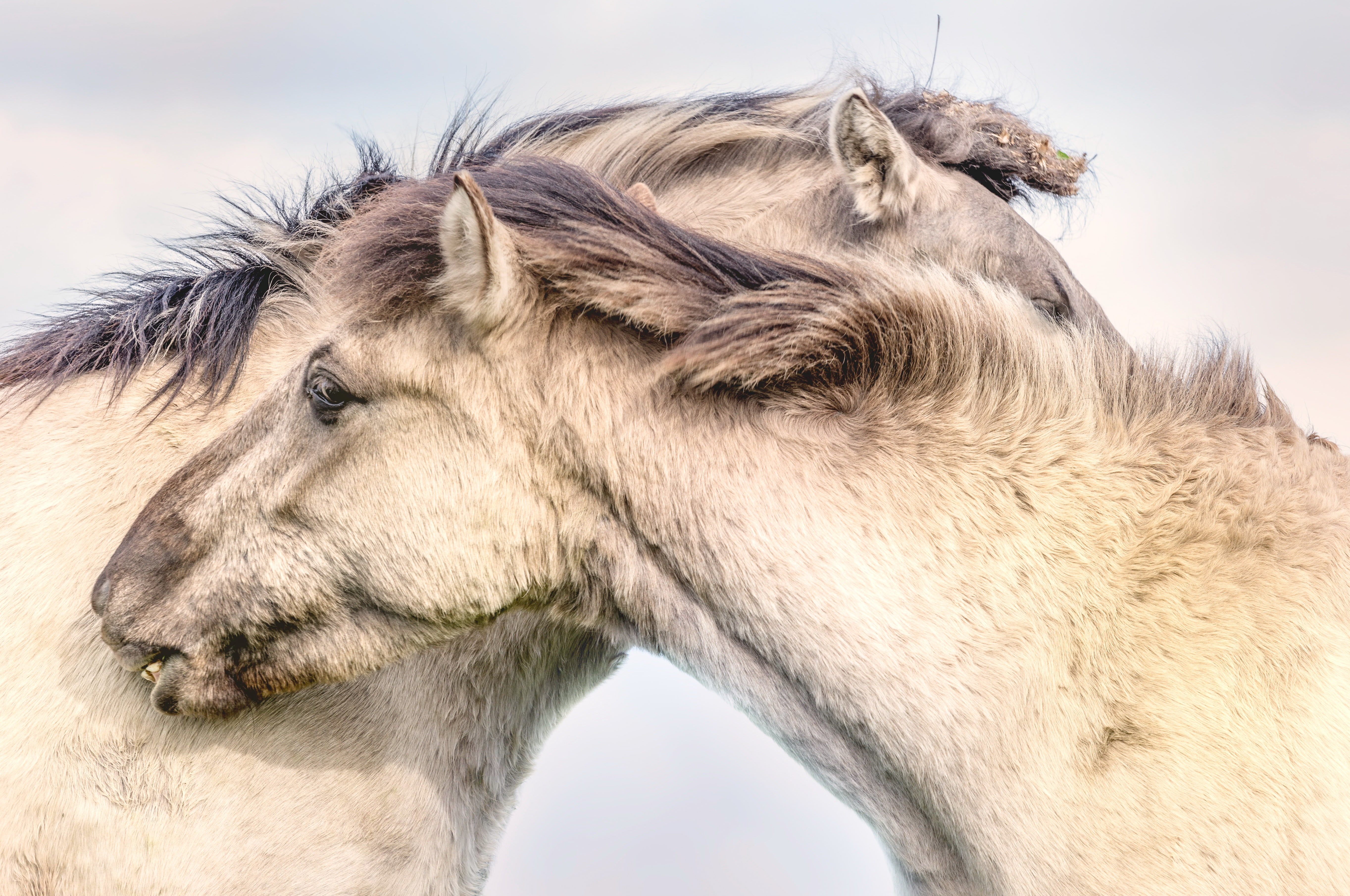 nature, background, horses