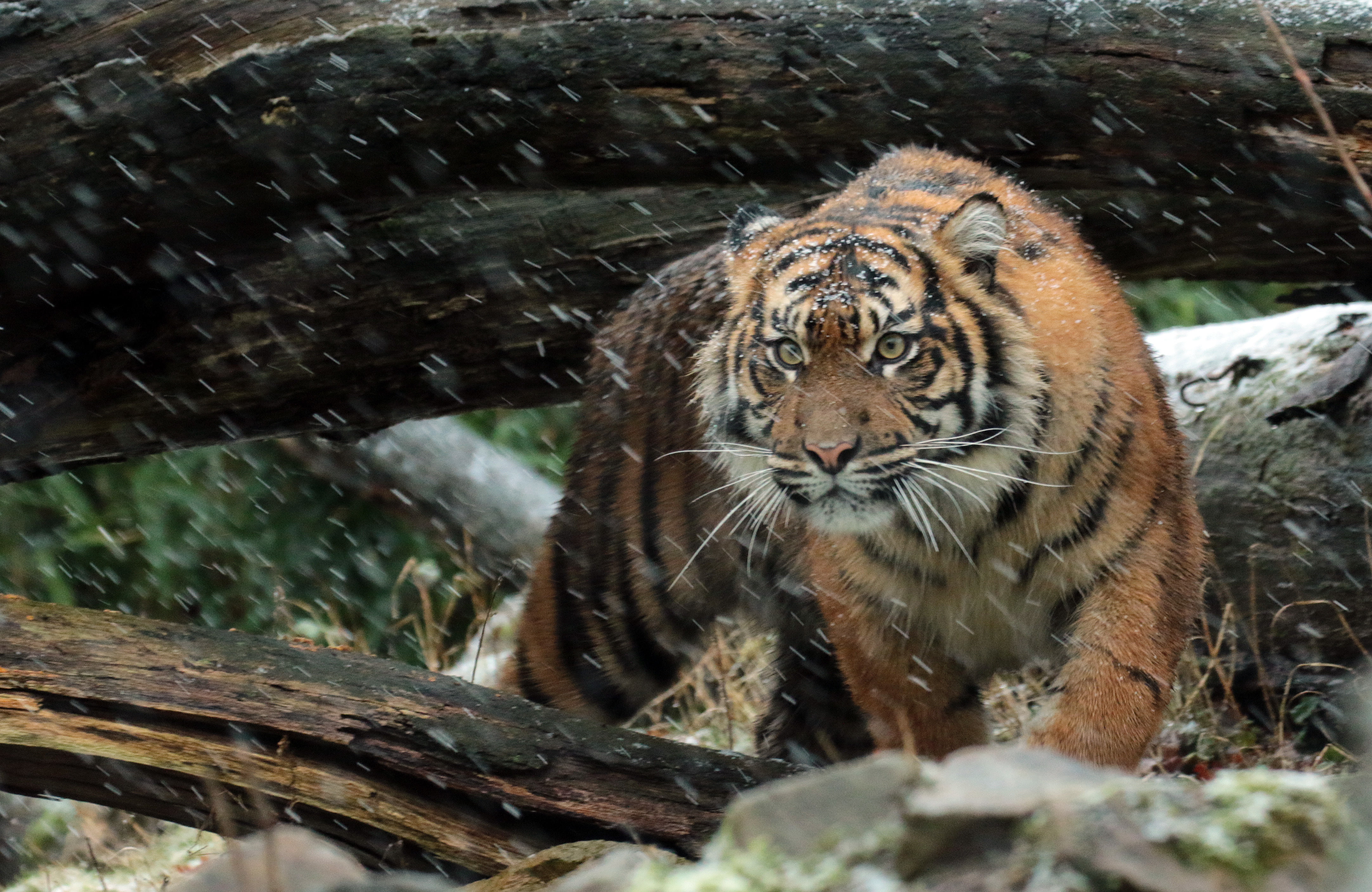 orange Tiger on brown wooden tree trunk, Sumatran tiger, Wild tiger