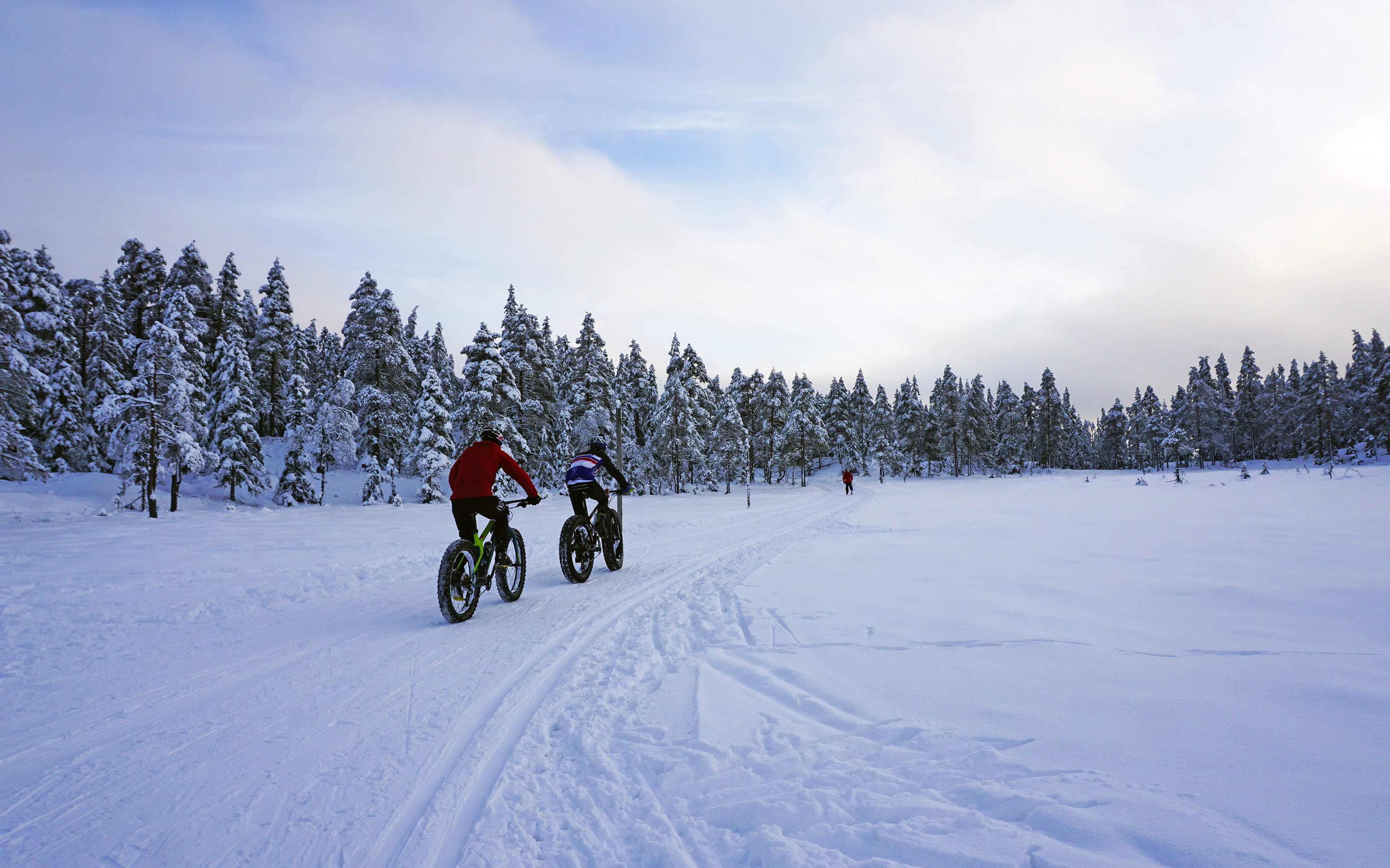 Winter forest snow biking exercise, cold temperature, tree, sky