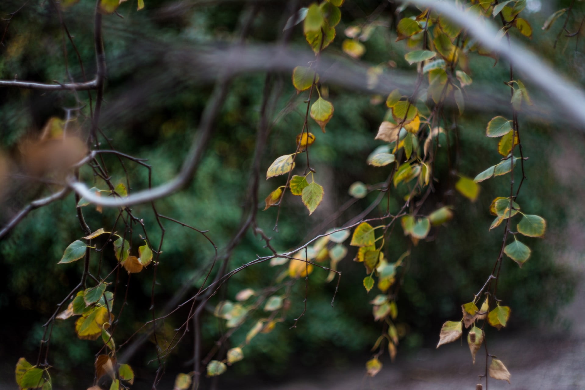 green-leafed tree, leaves, bokeh, nature, fall, plants, growth