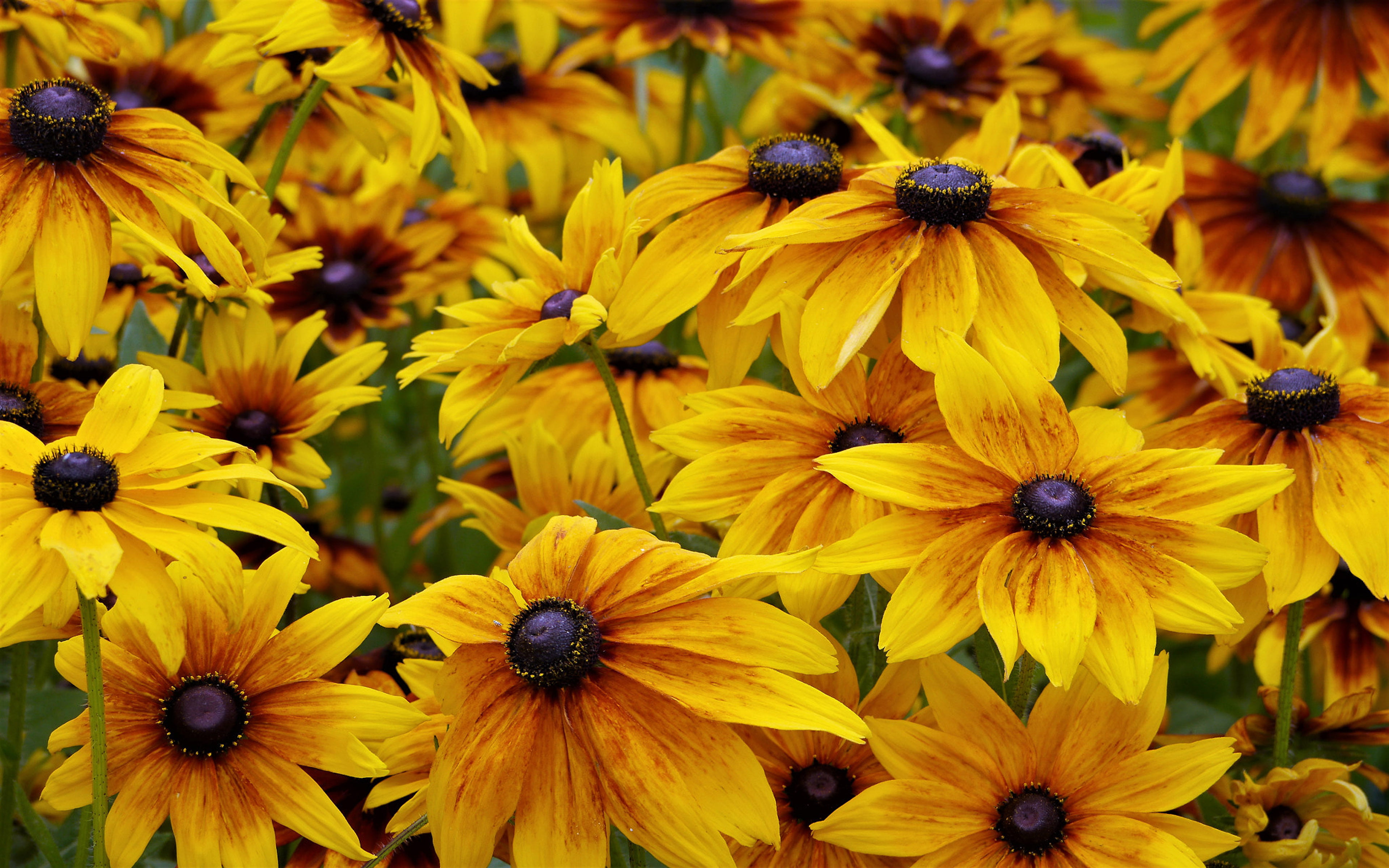 Plants Black Eyed Susan Rudbeckia Hirta Is A North American Flowering Plant Hd Wallpapers For Mobile Phones Tablet And Laptop 3840×2400