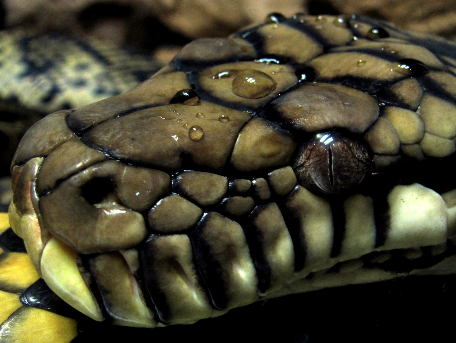 Reptiles, Python