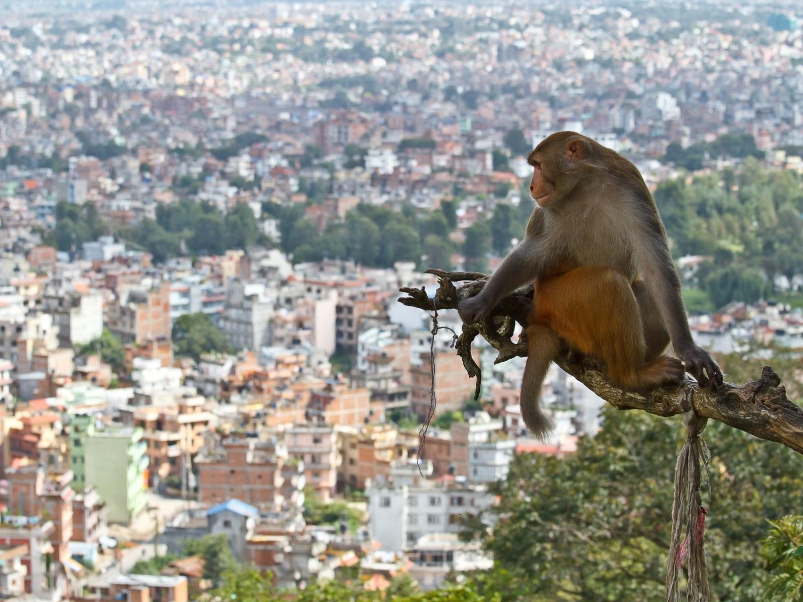 monkey
