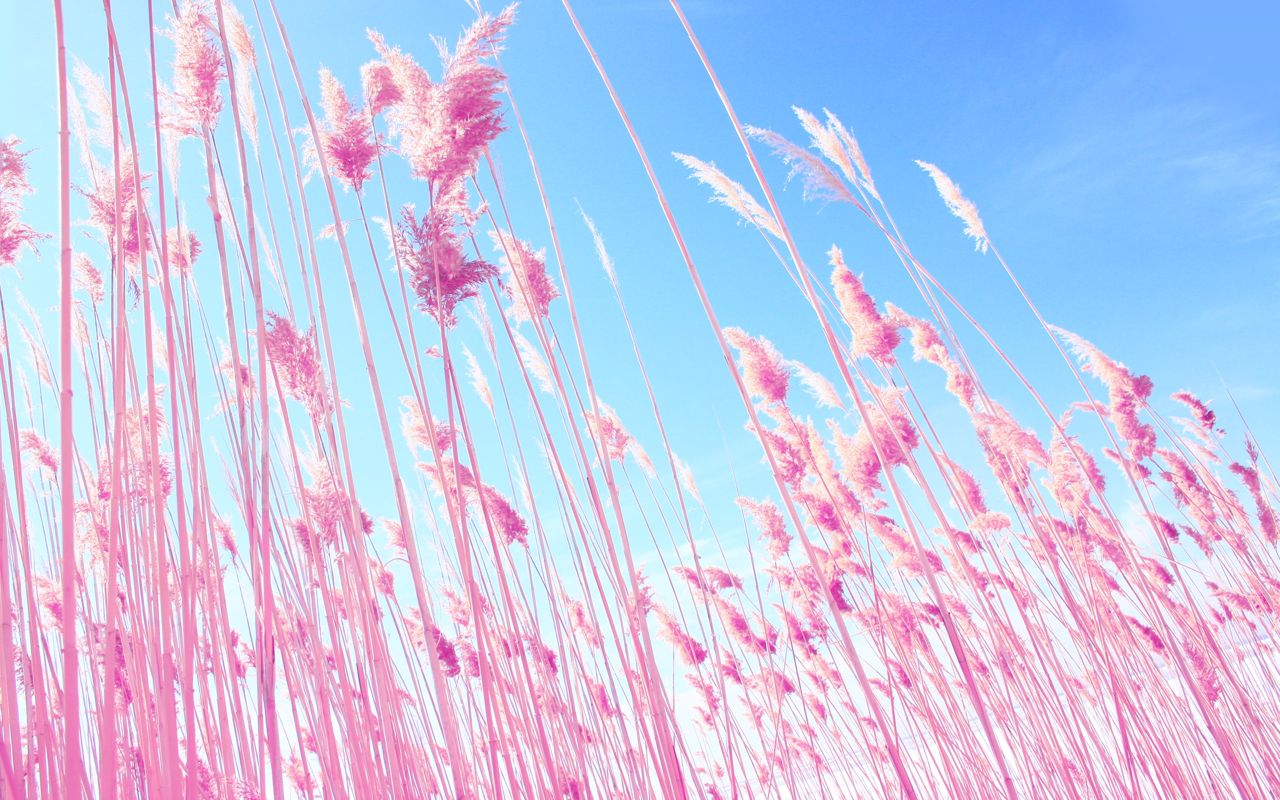 Grass on Beach