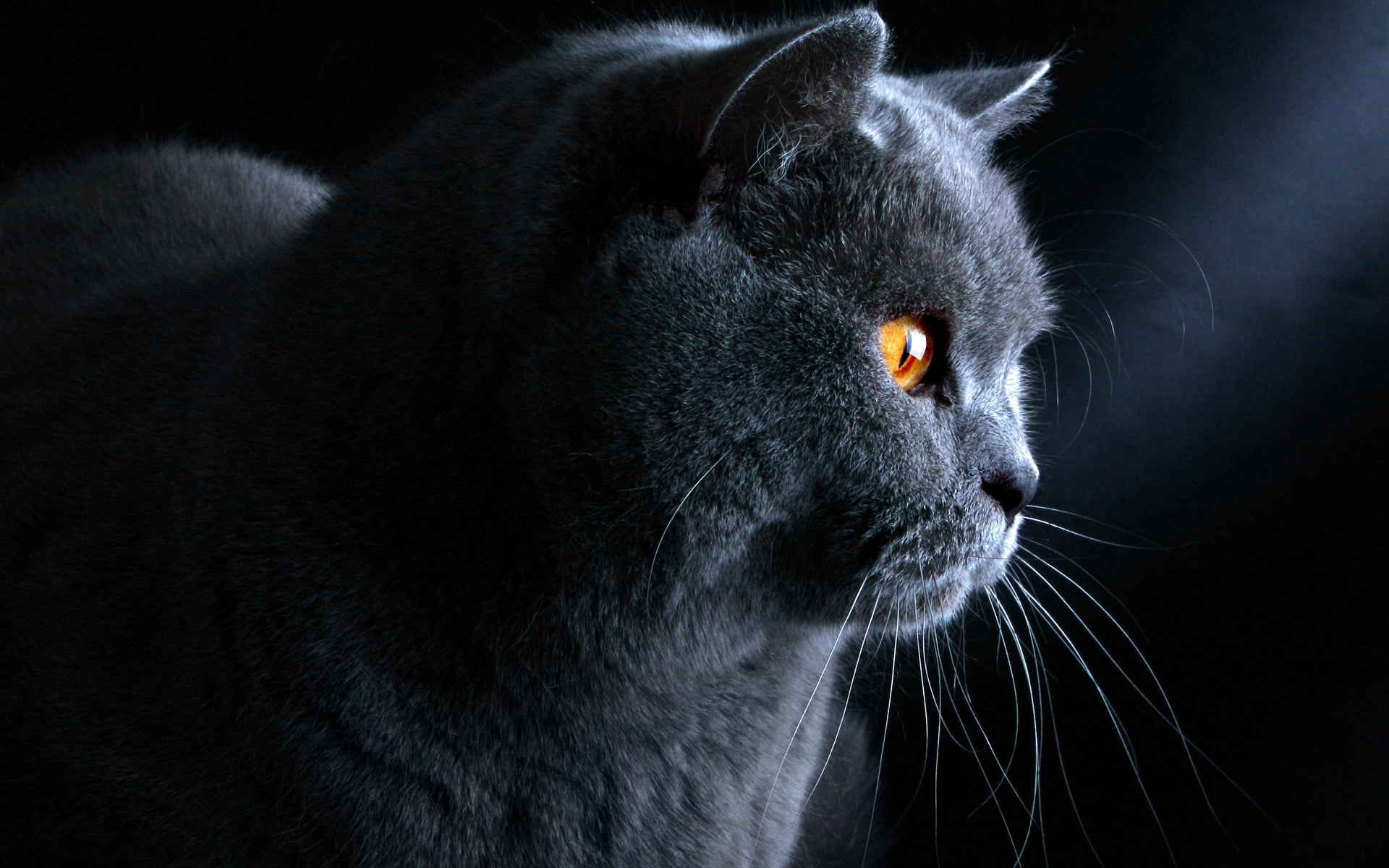 short-fur gray cat, british, white, muzzle, domestic Cat, pets