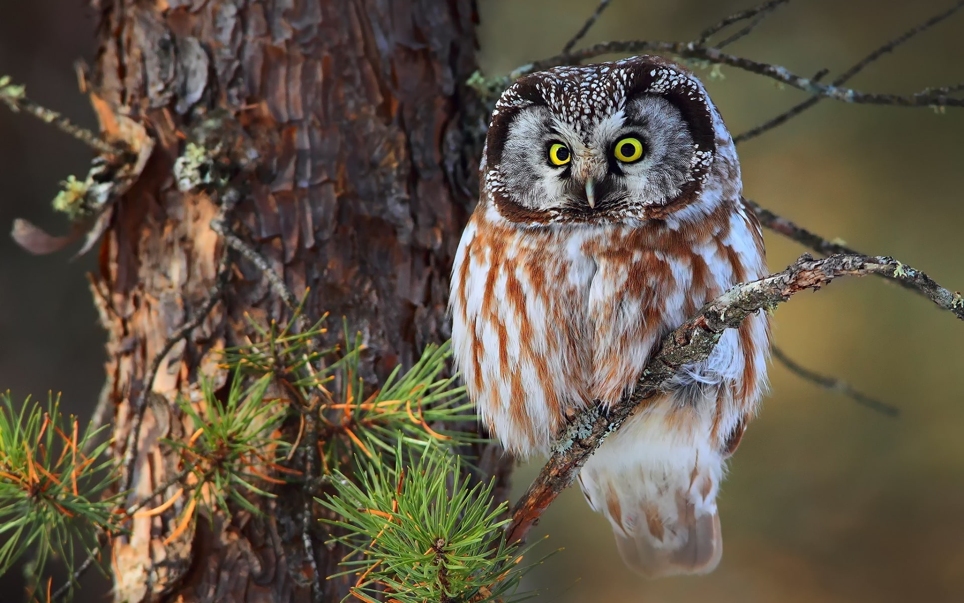 Cute Little Owl, tree