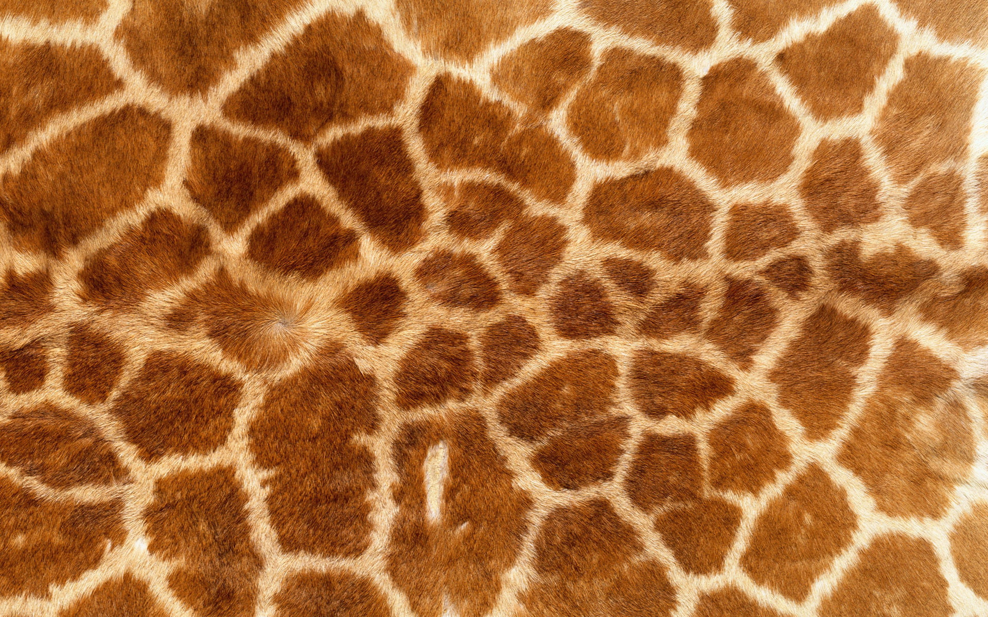 giraffe fur, background, Wallpaper, texture, skin, safari Animals
