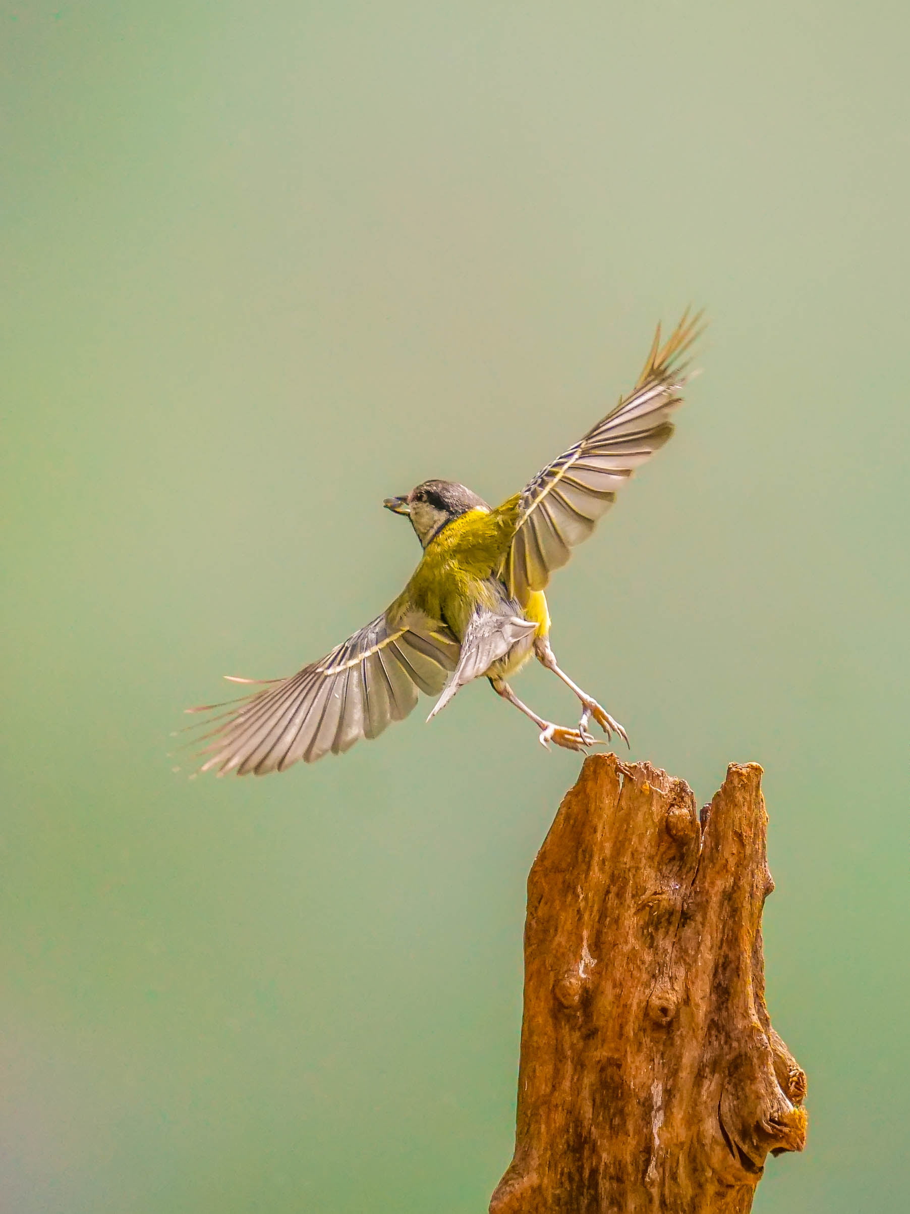 yellow and gray bird, Pirouette, bird  bird, action, shot, animal