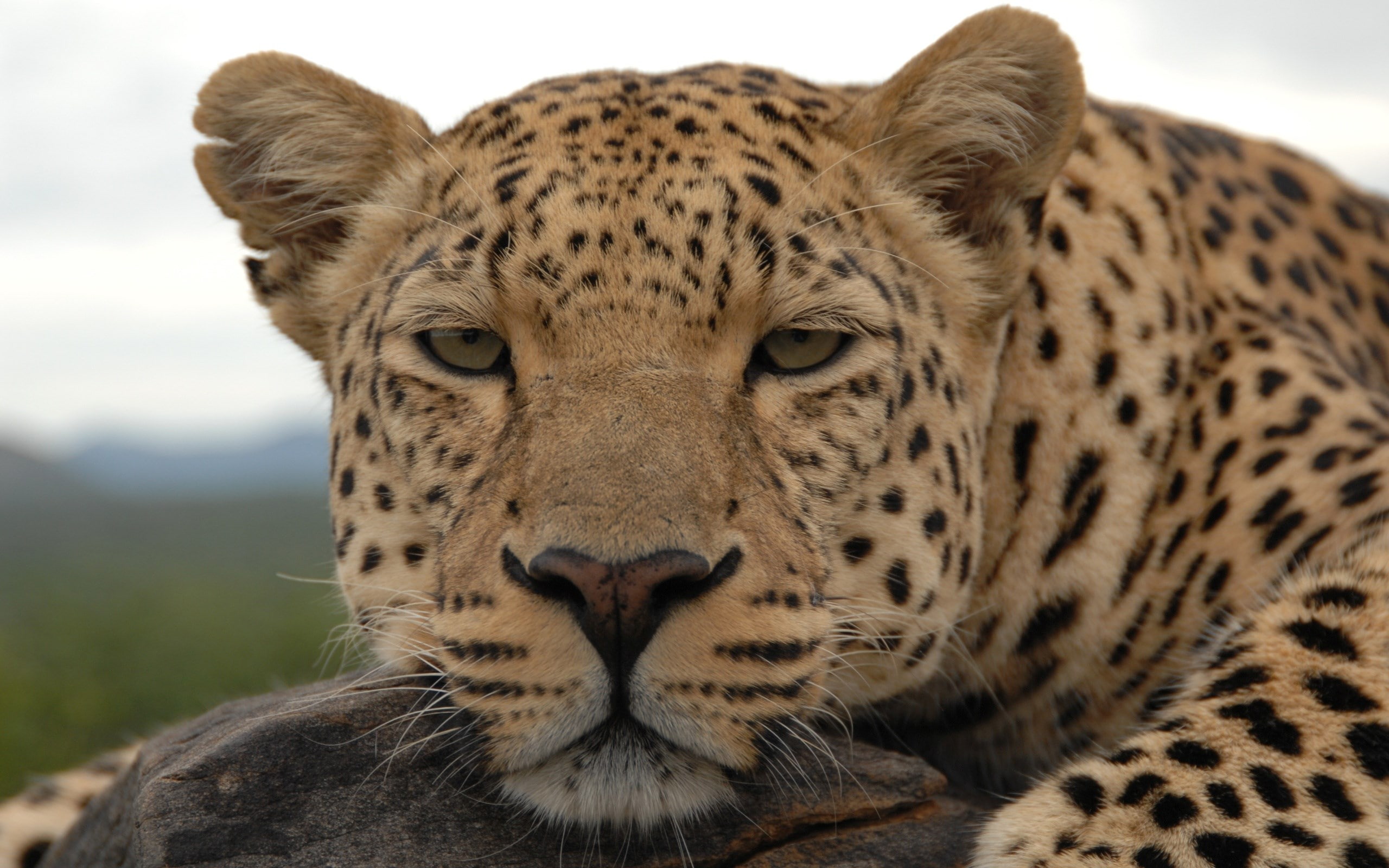 leopard