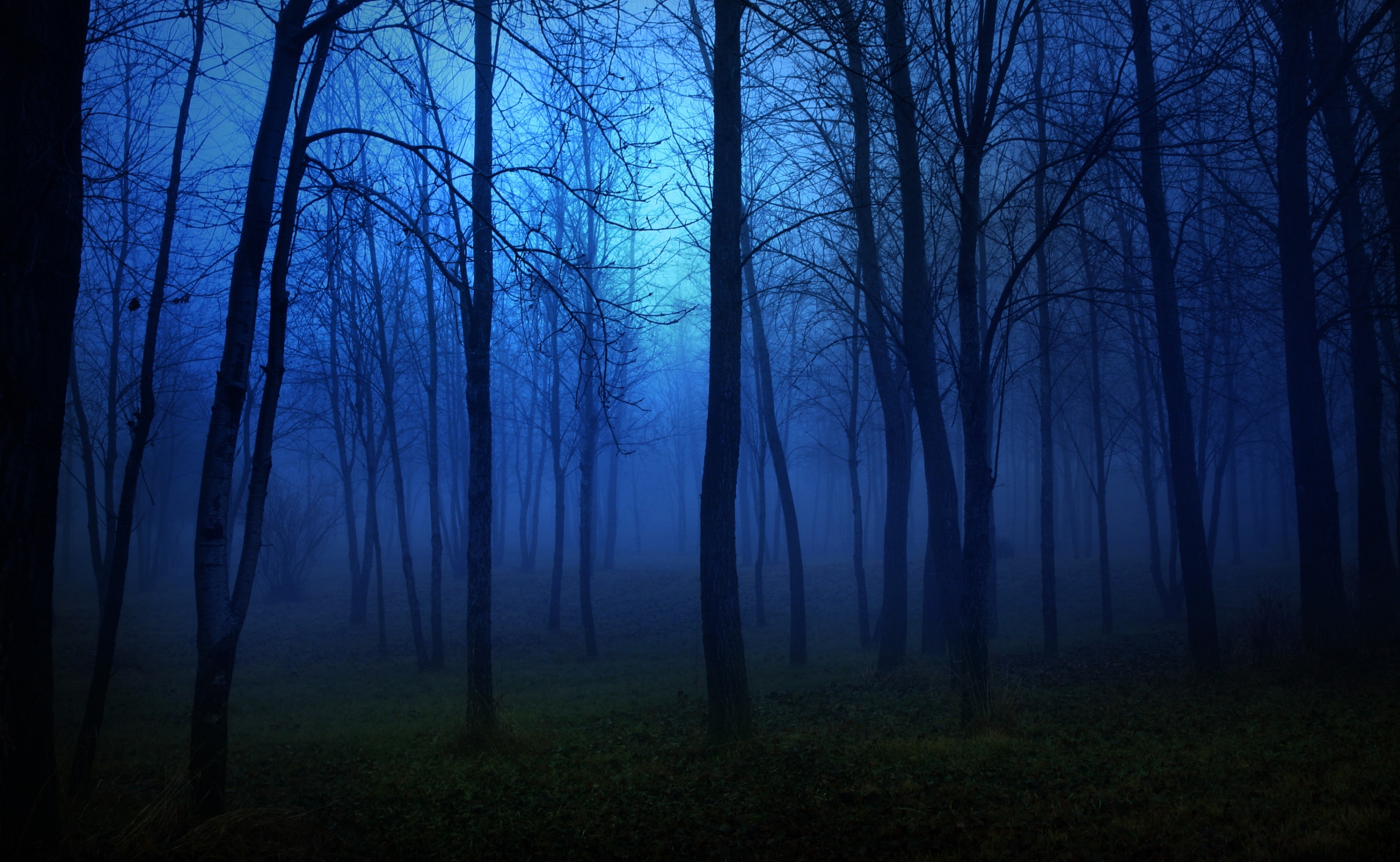 Free download | HD wallpaper: Night In The Forest, withered forest ...