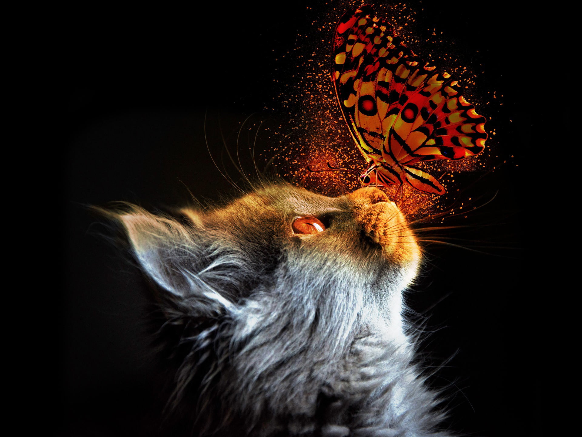 cat, light, butterfly
