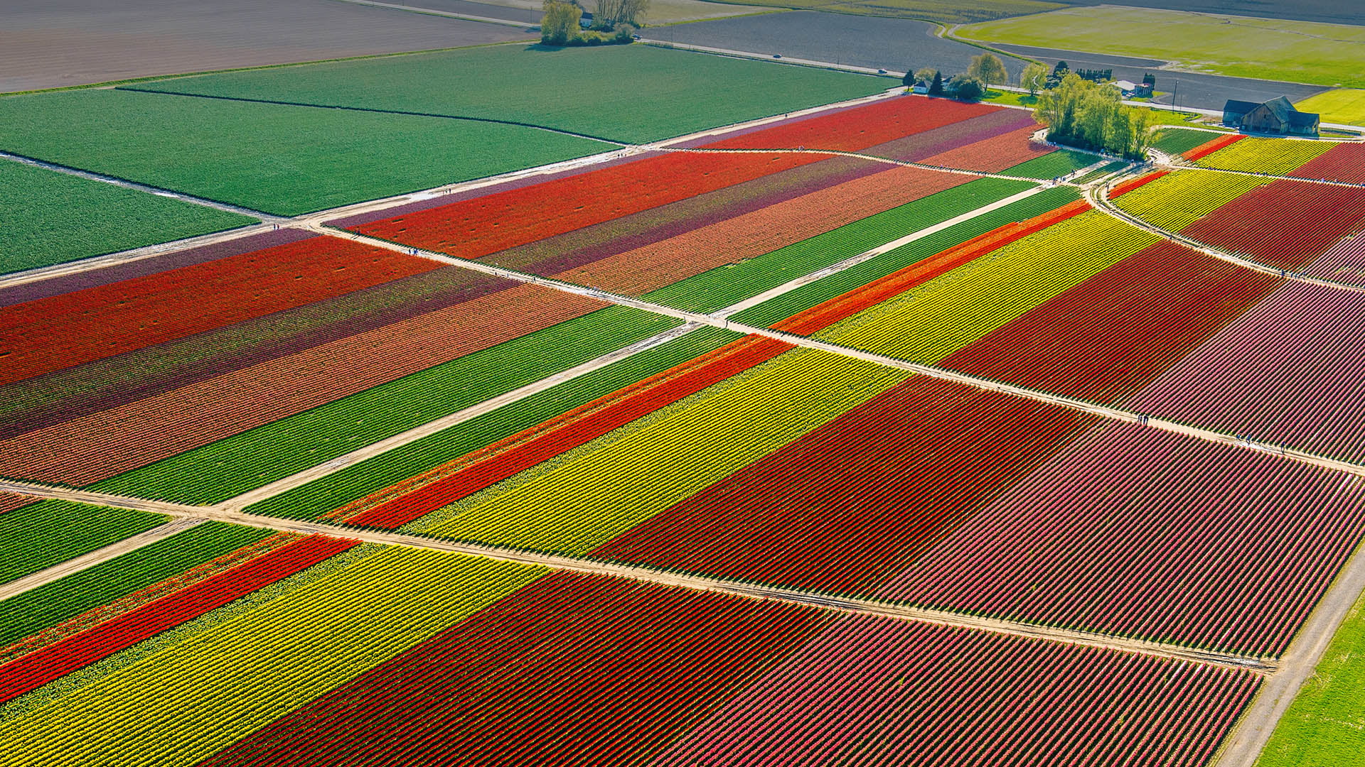 aerial view, drone photo, nature, landscape, tulips farm, field