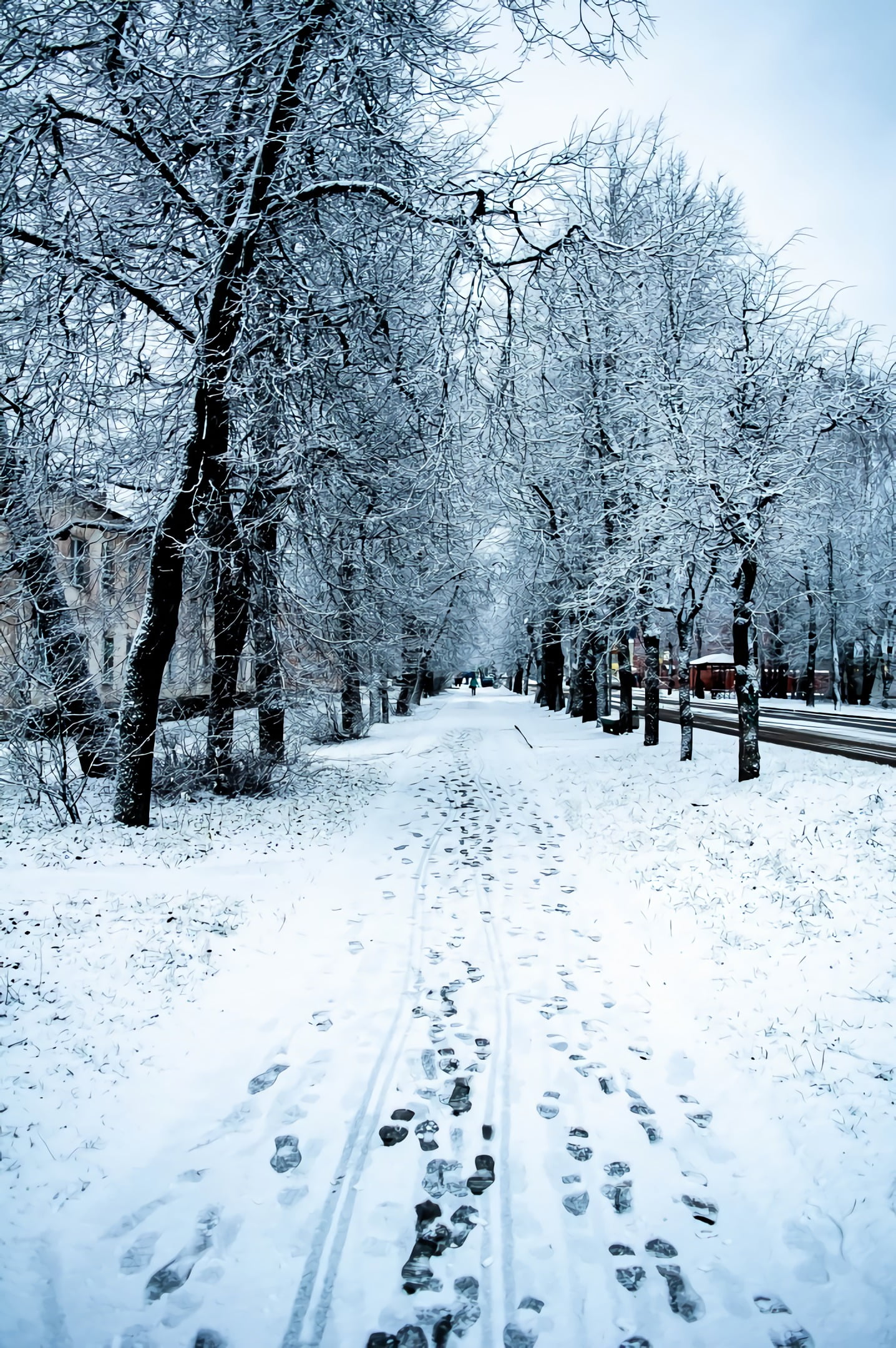 winter, snow, nature, trees, road