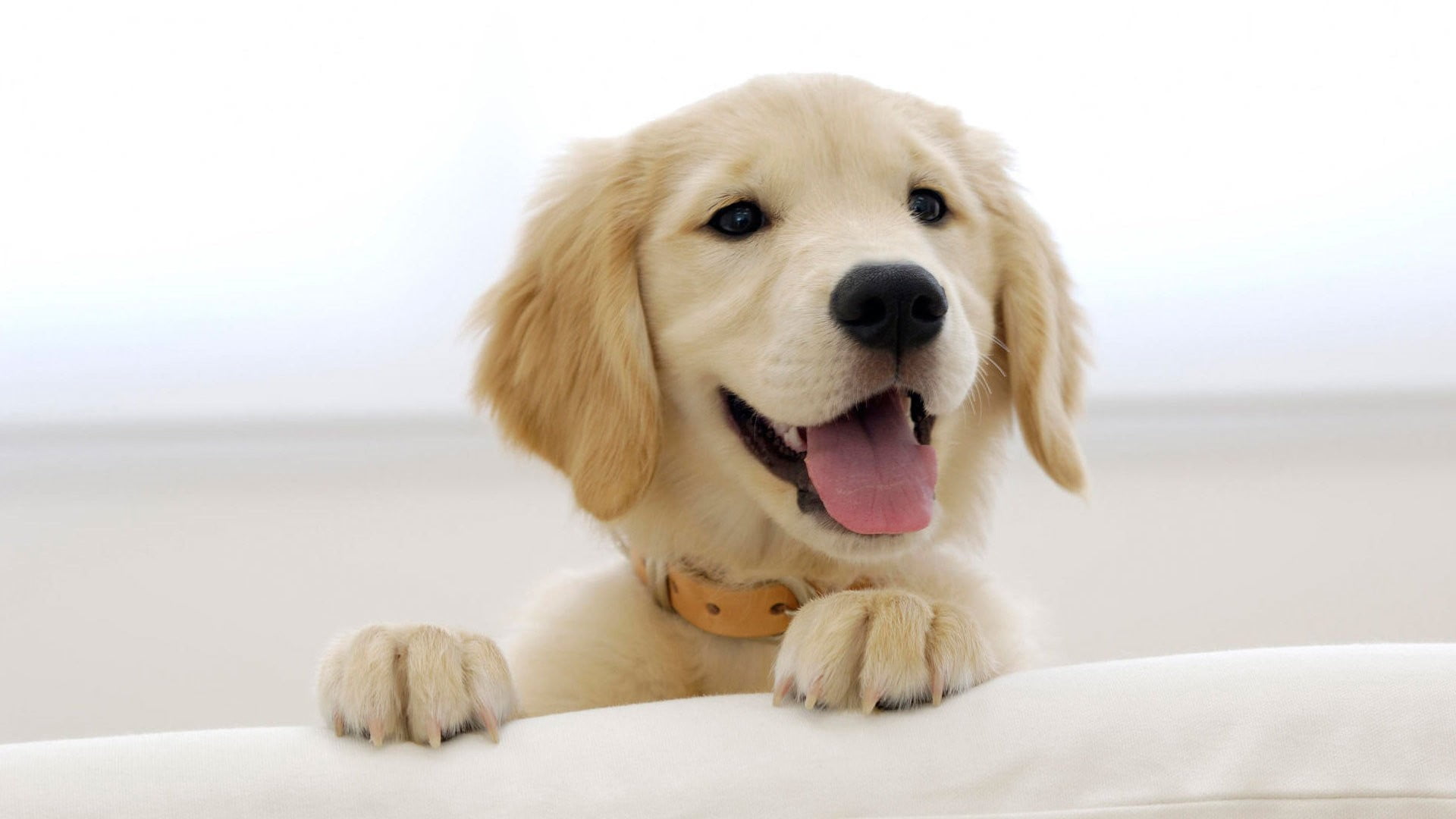 beige dog, puppies, golden retrievers, animals, canine, pets
