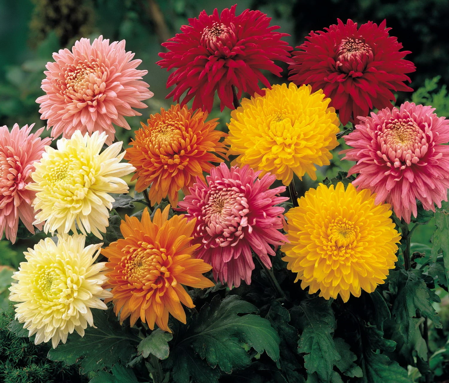 assorted-color flowers, chrysanthemums, garden, bright, different