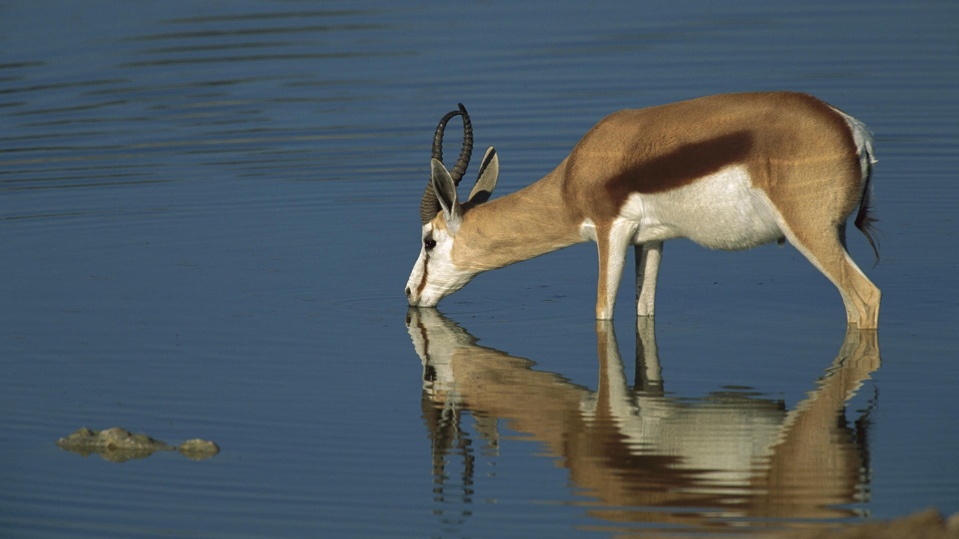 antelope
