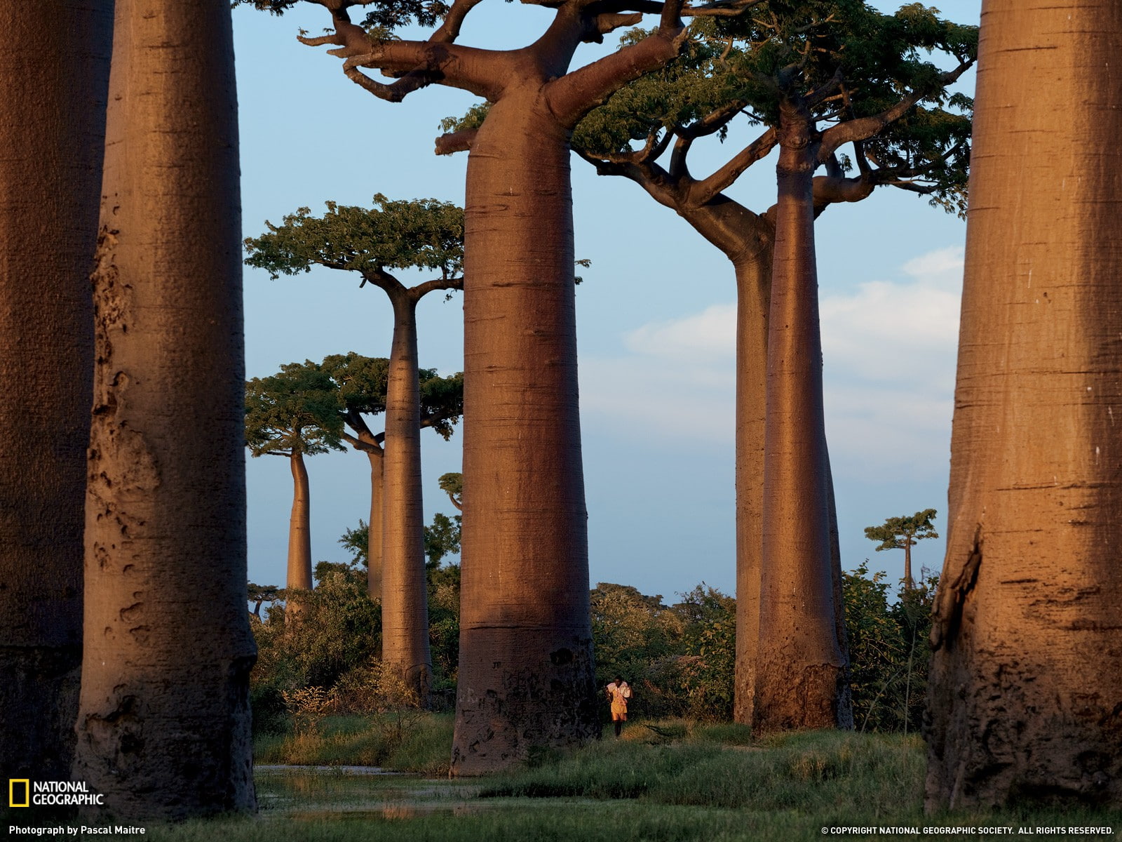 National Geographic, trees, Madagascar, plant, architectural column