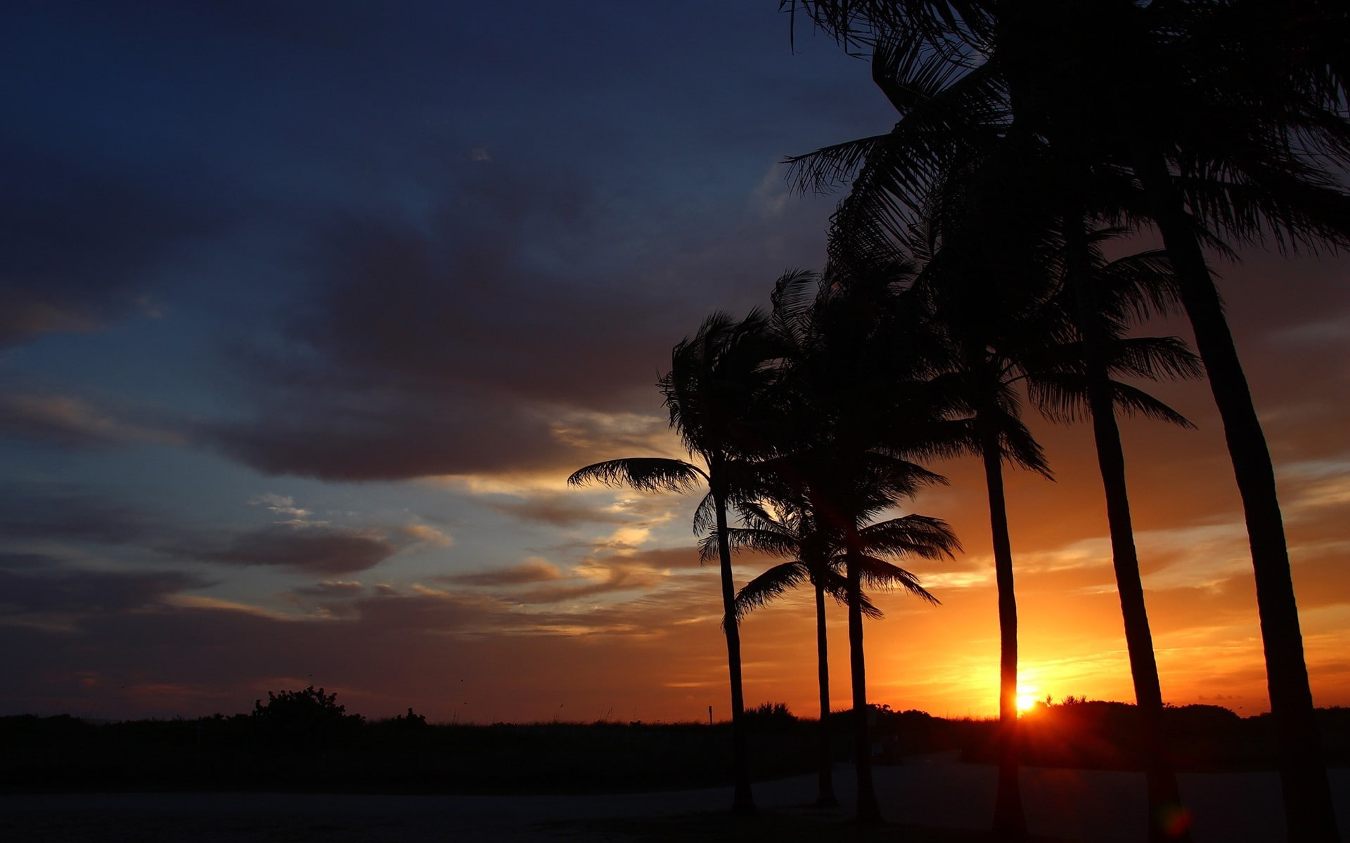 sunset beach, sky, silhouette, cloud - sky, tree, palm tree