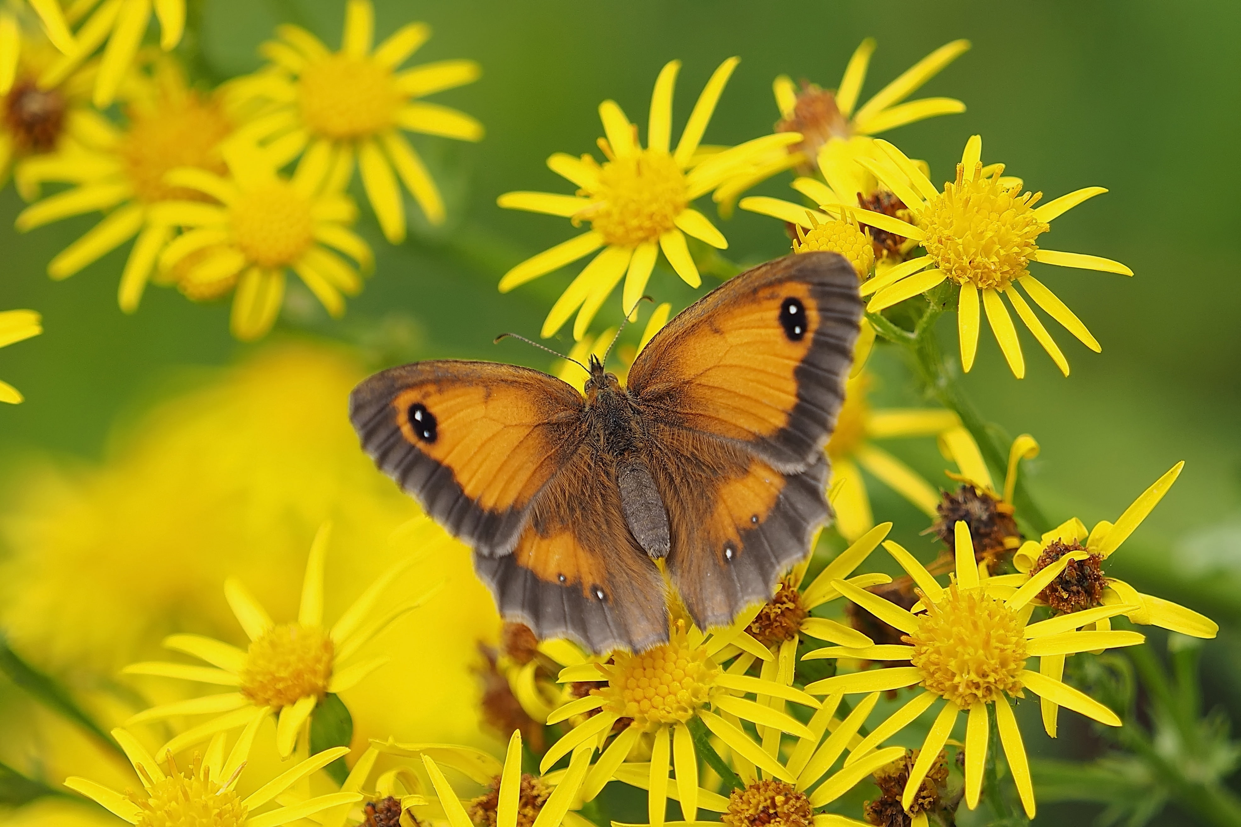 Butterfly, Yellow flowers, 4K