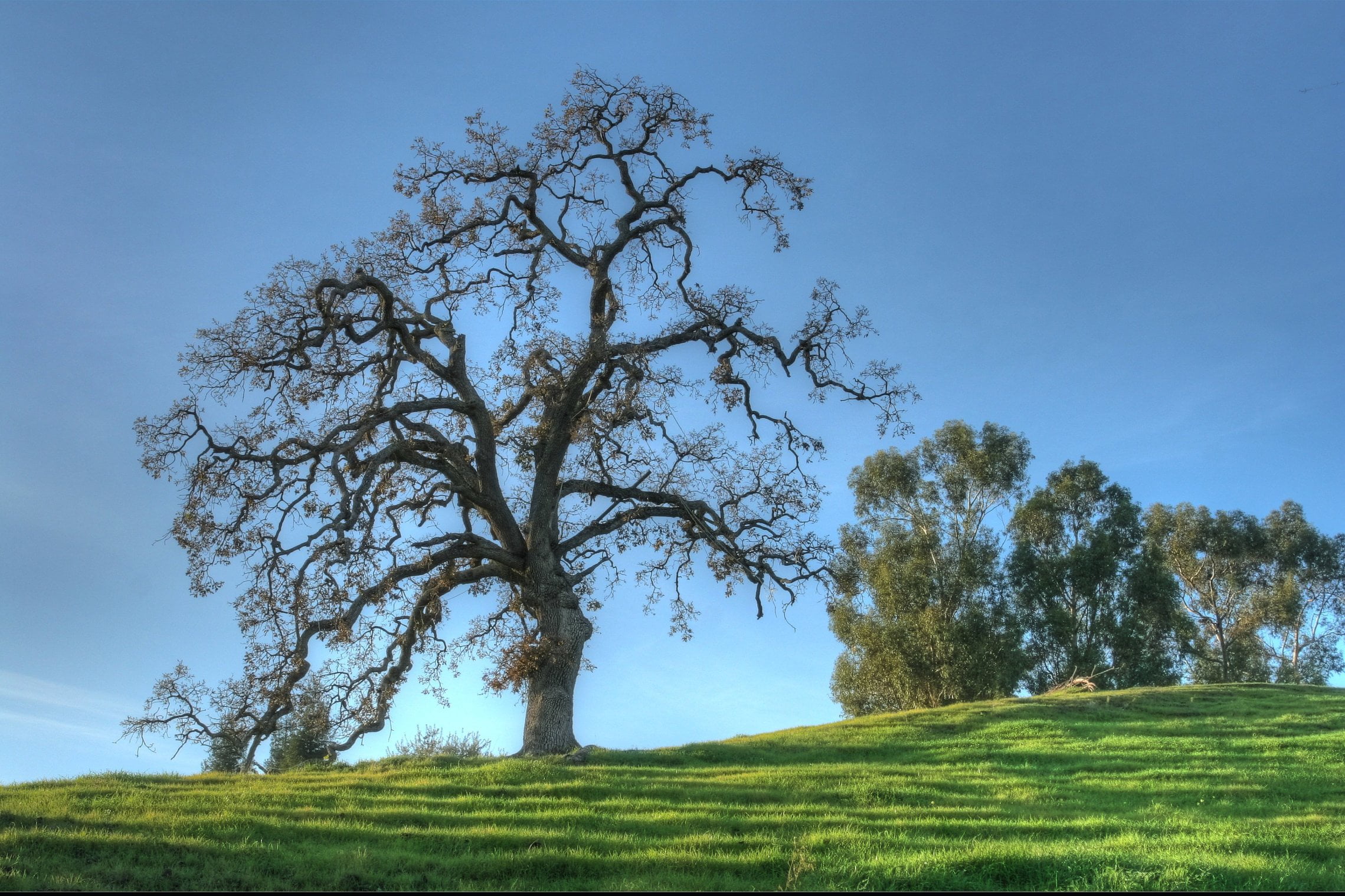 trees on hill under clear blue sky during daytime, oak trees, oak trees