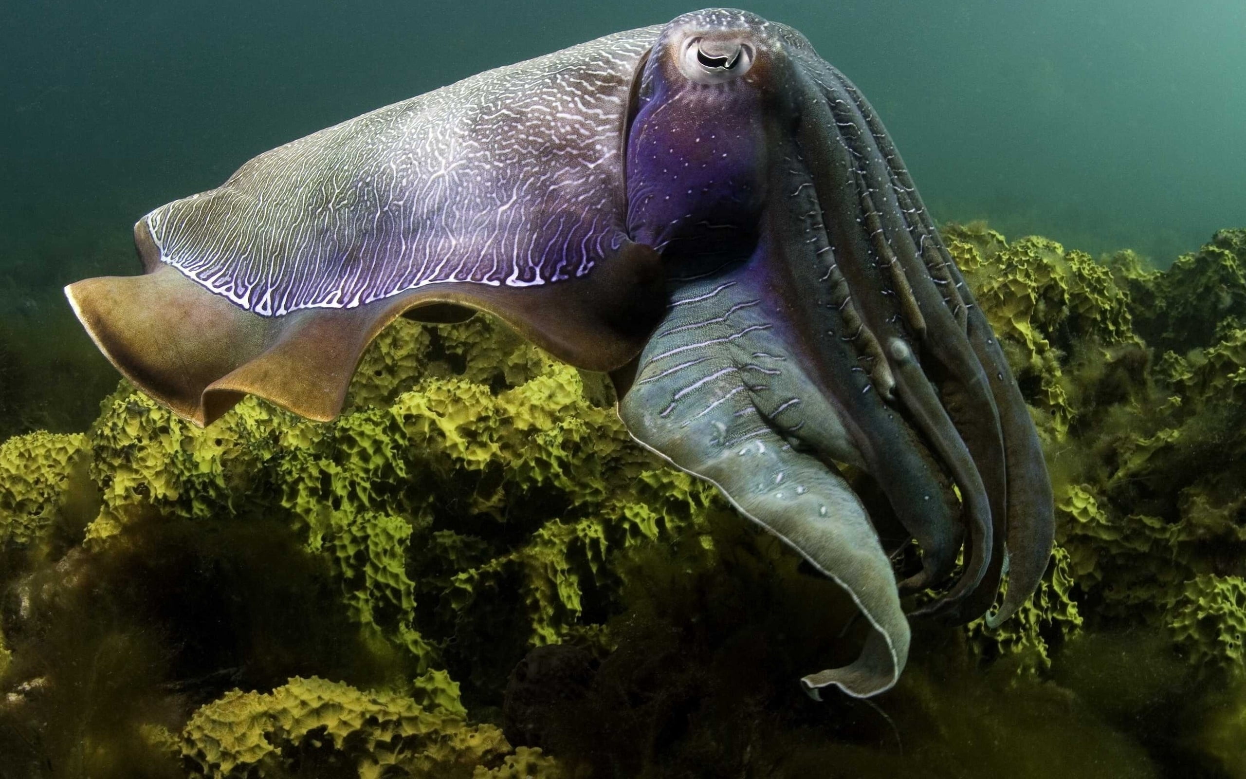 gray and purple sea creature, octopus, underwater, swim, fish