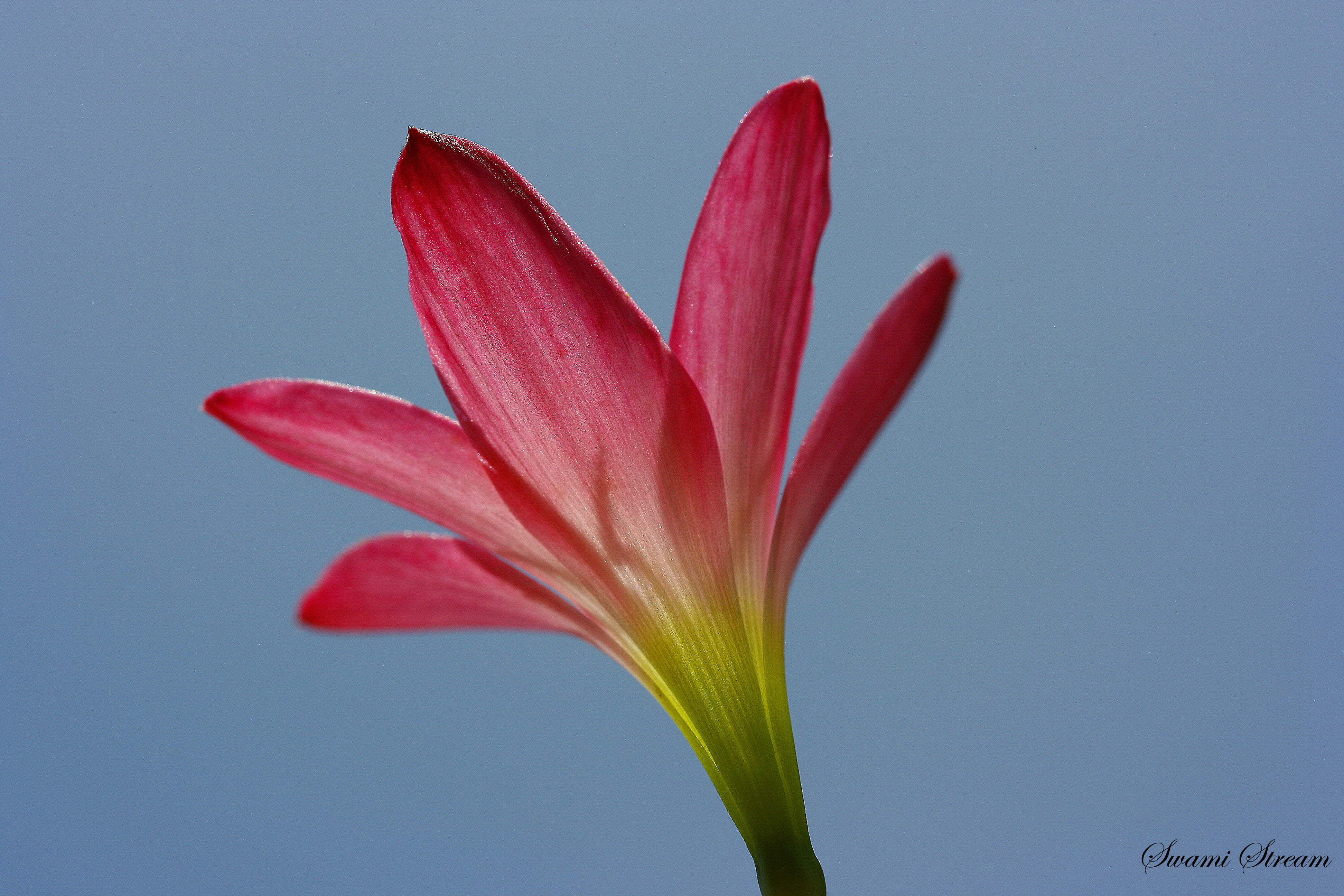 red petaled flower, lily, lily, Sun  red, pink, road, ulsoor