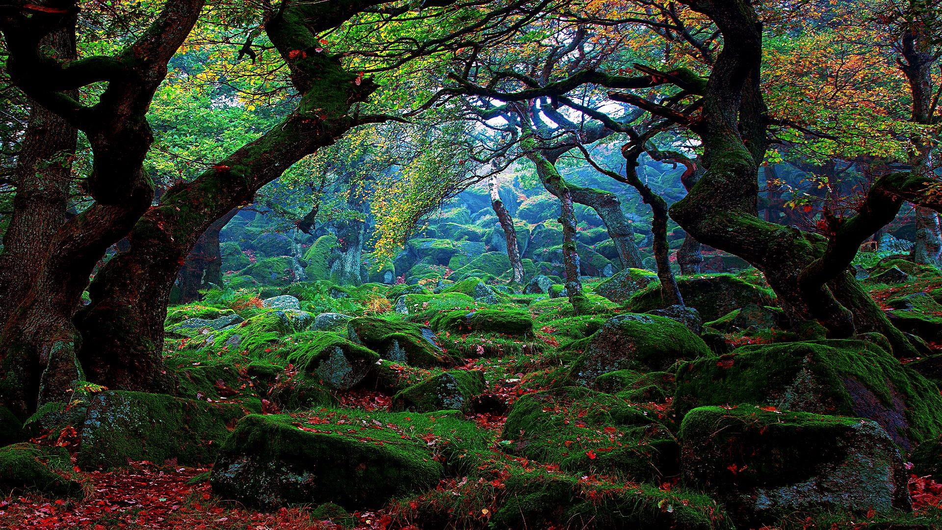nature, autumn, tree, green, leaf, woodland, ecosystem, moss