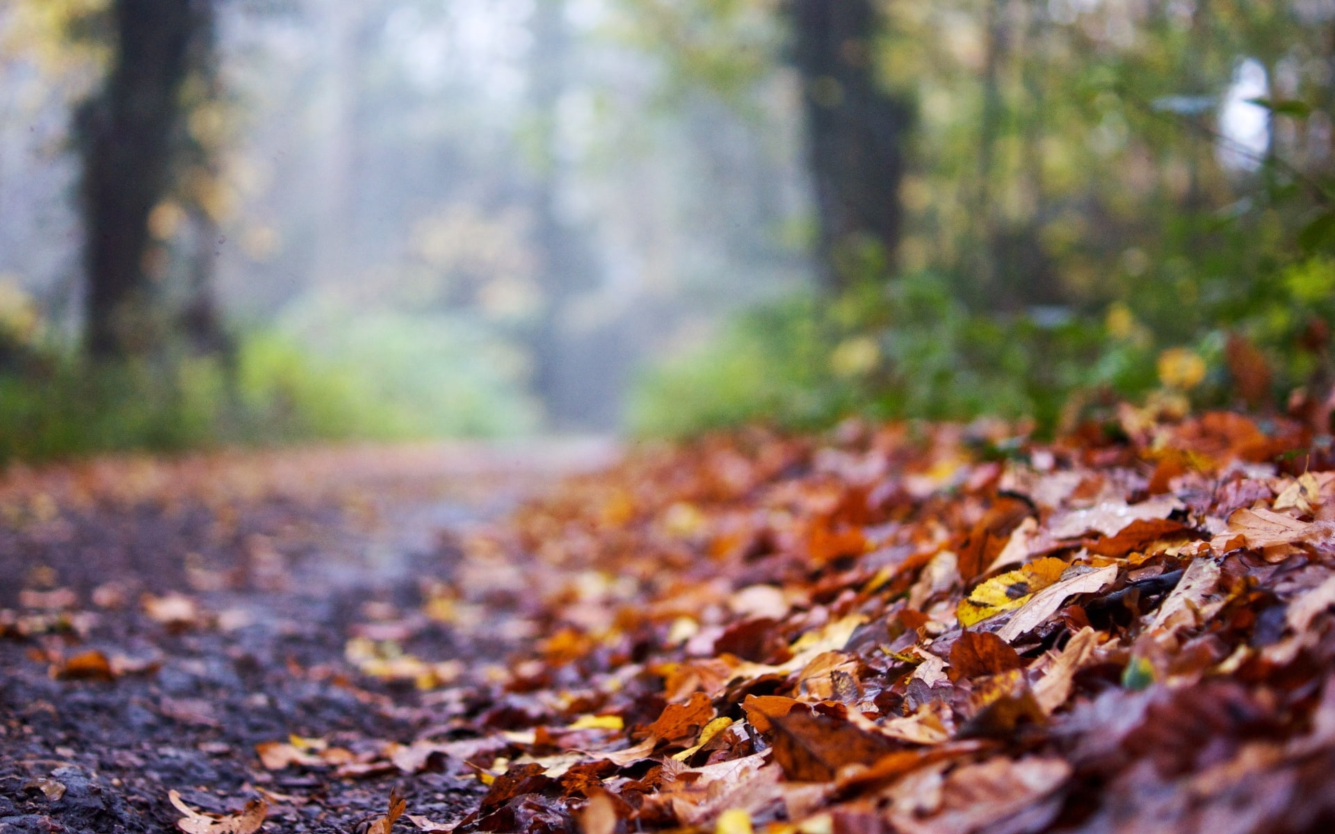 road, autumn, leaves, macro, background, widescreen, Wallpaper
