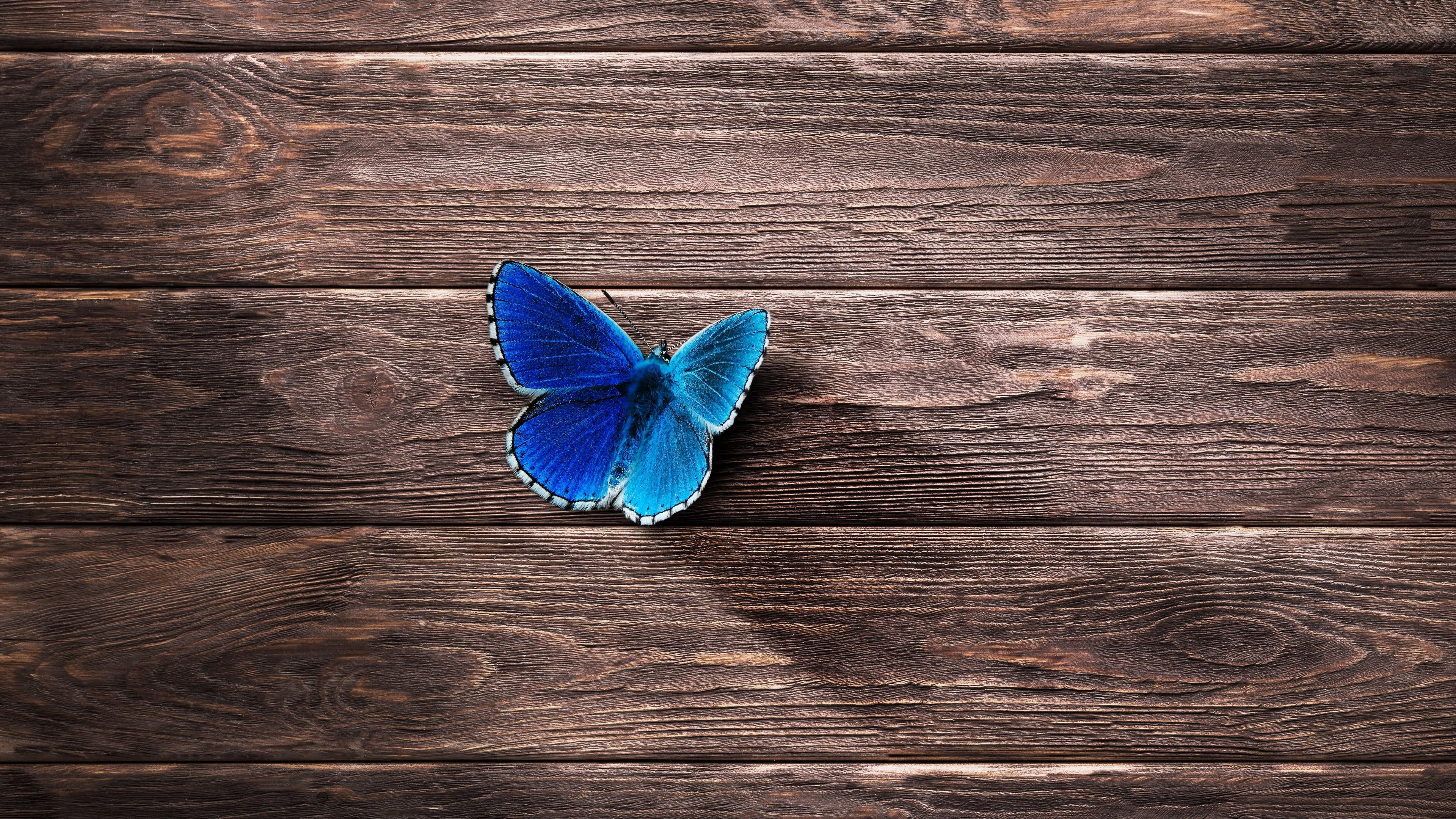 butterfly, surface, wood, wooden, blue, close up, wood - material
