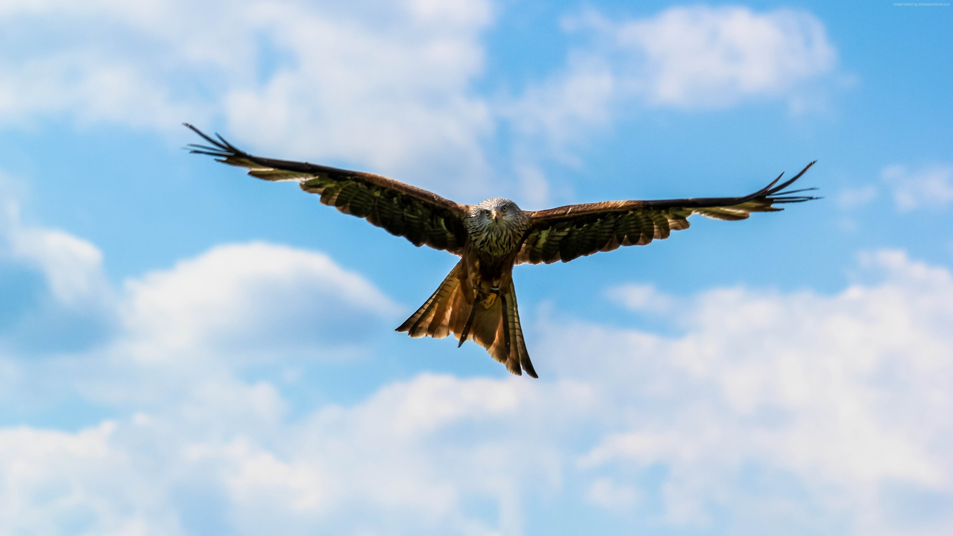 peregrine falcon, bird, 4K, sky