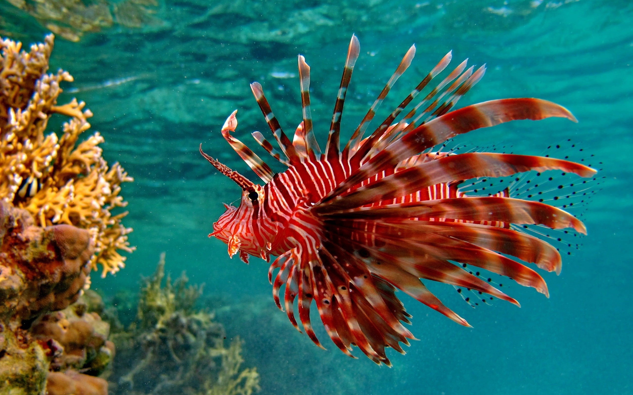 red and black striped fish, underwater, swimming, unusual, sea