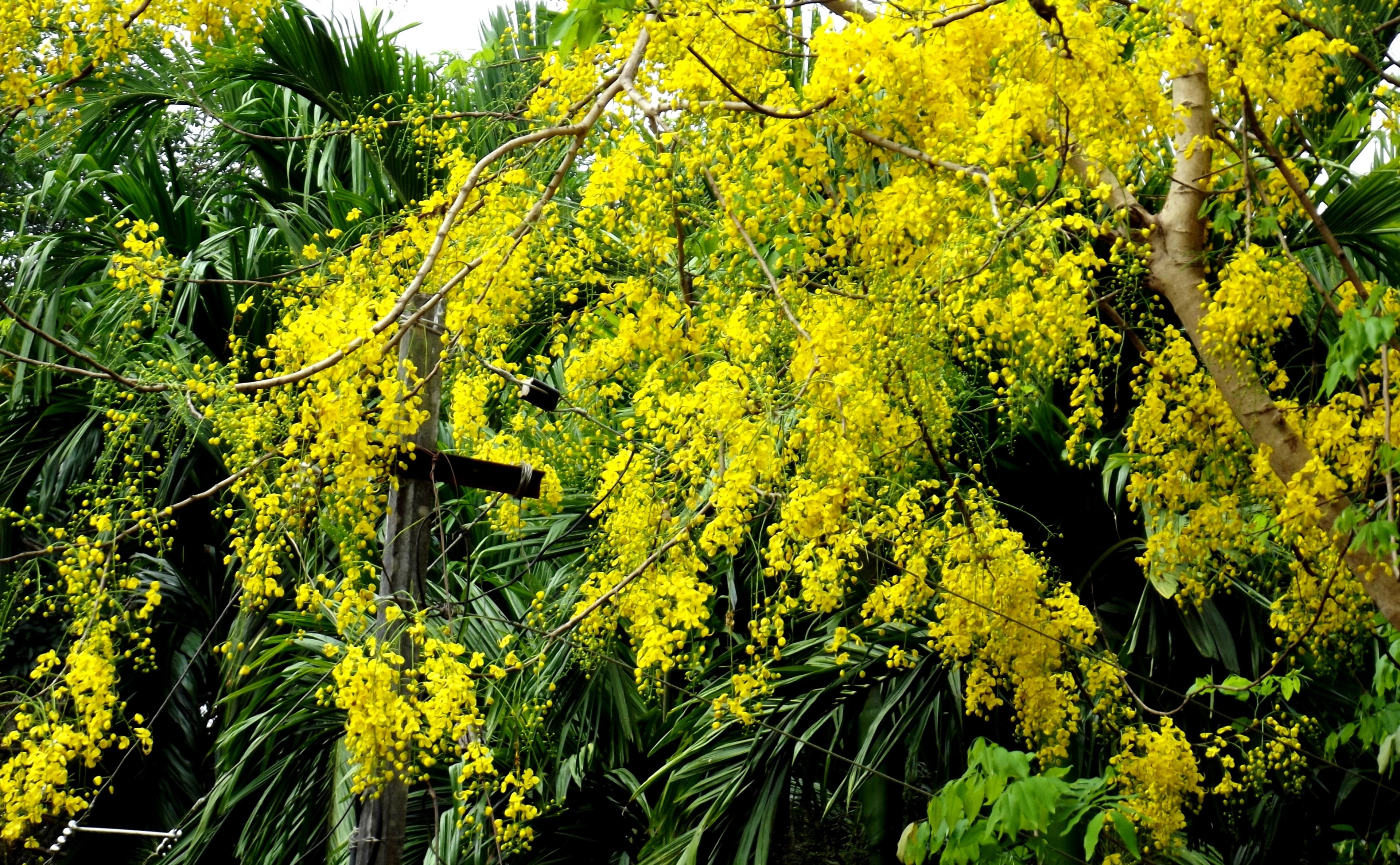 Cassia Fistula, yellow leafed tree, Nature, Flowers, Photography