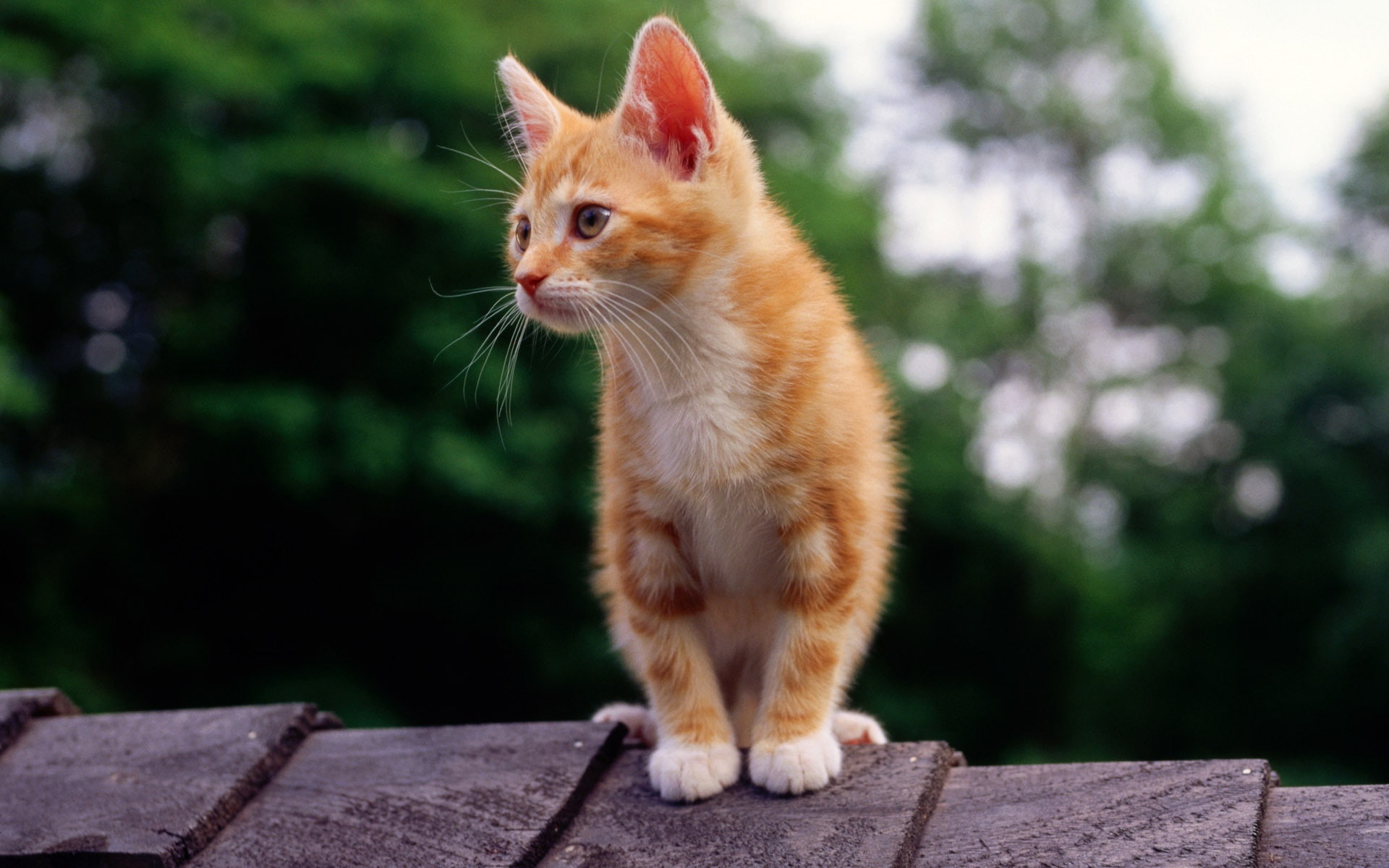 Kitten at roof, orange tabby kitten