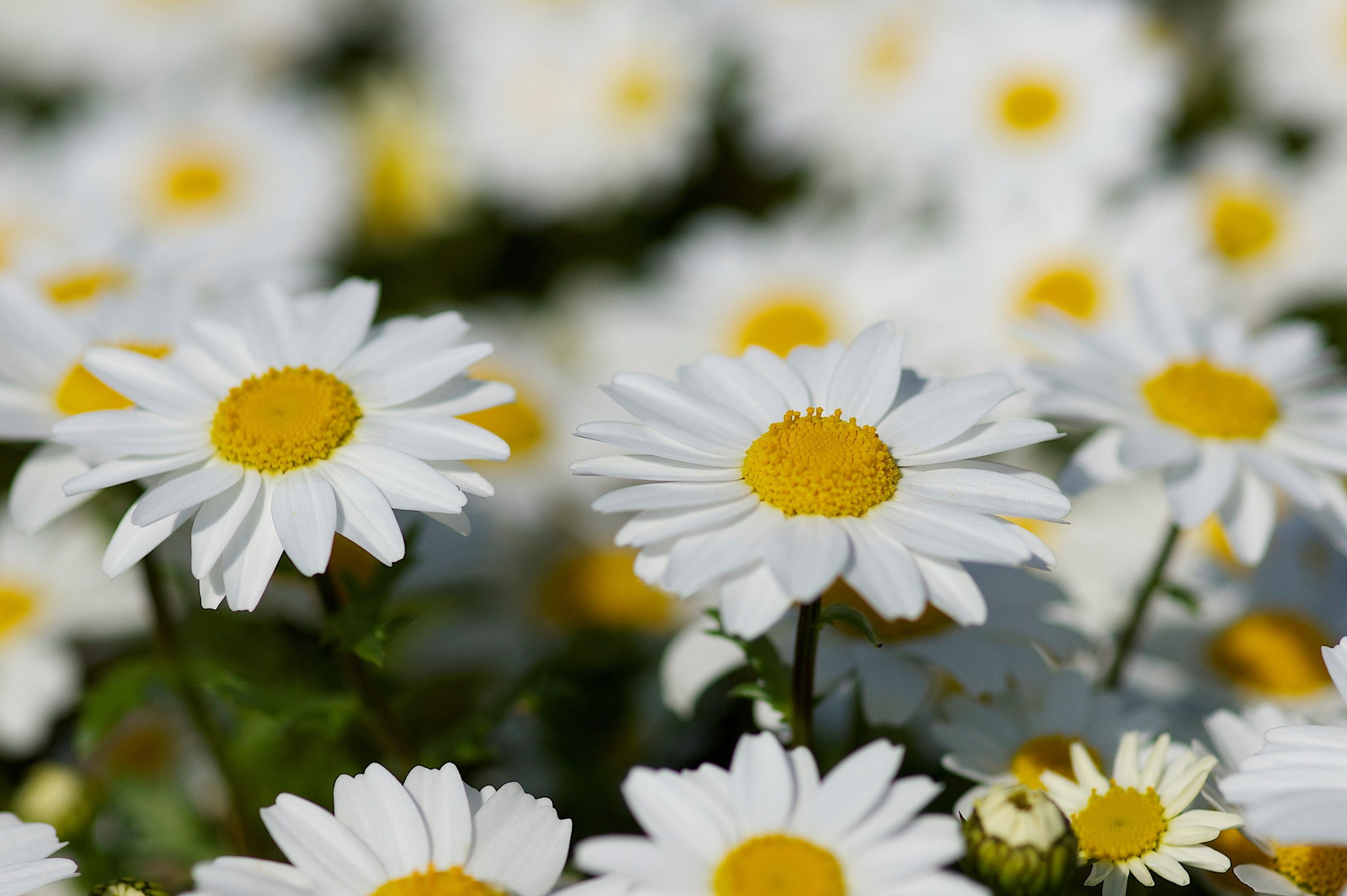 daisy