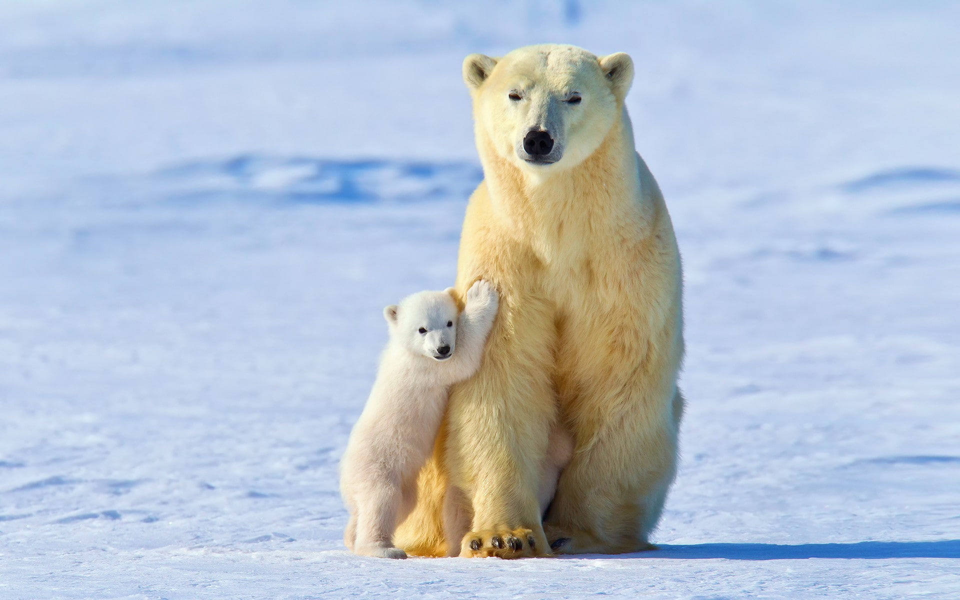 White bear, baby polar bears, winter, snow, light