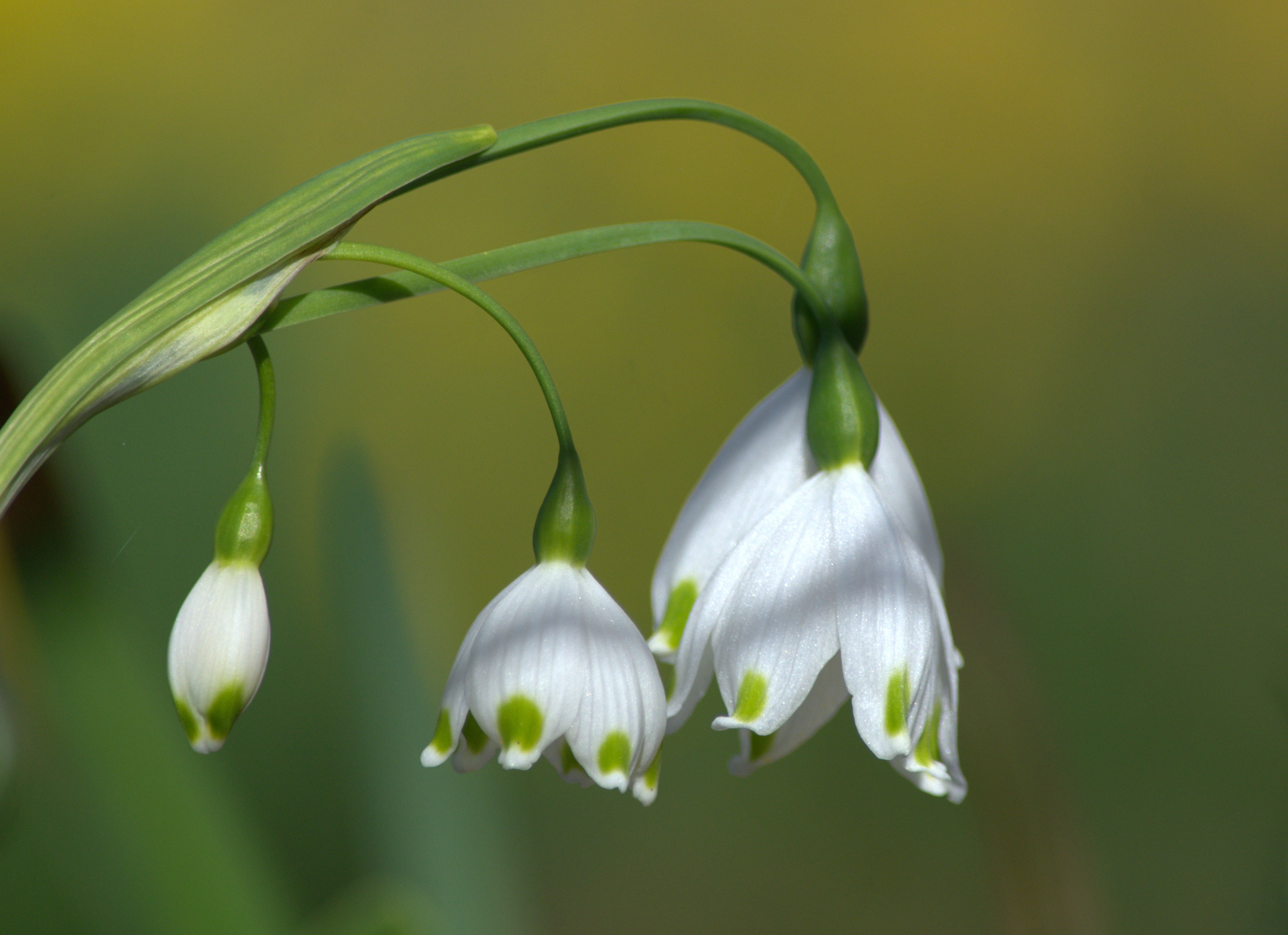 macro, spring, Snowflake