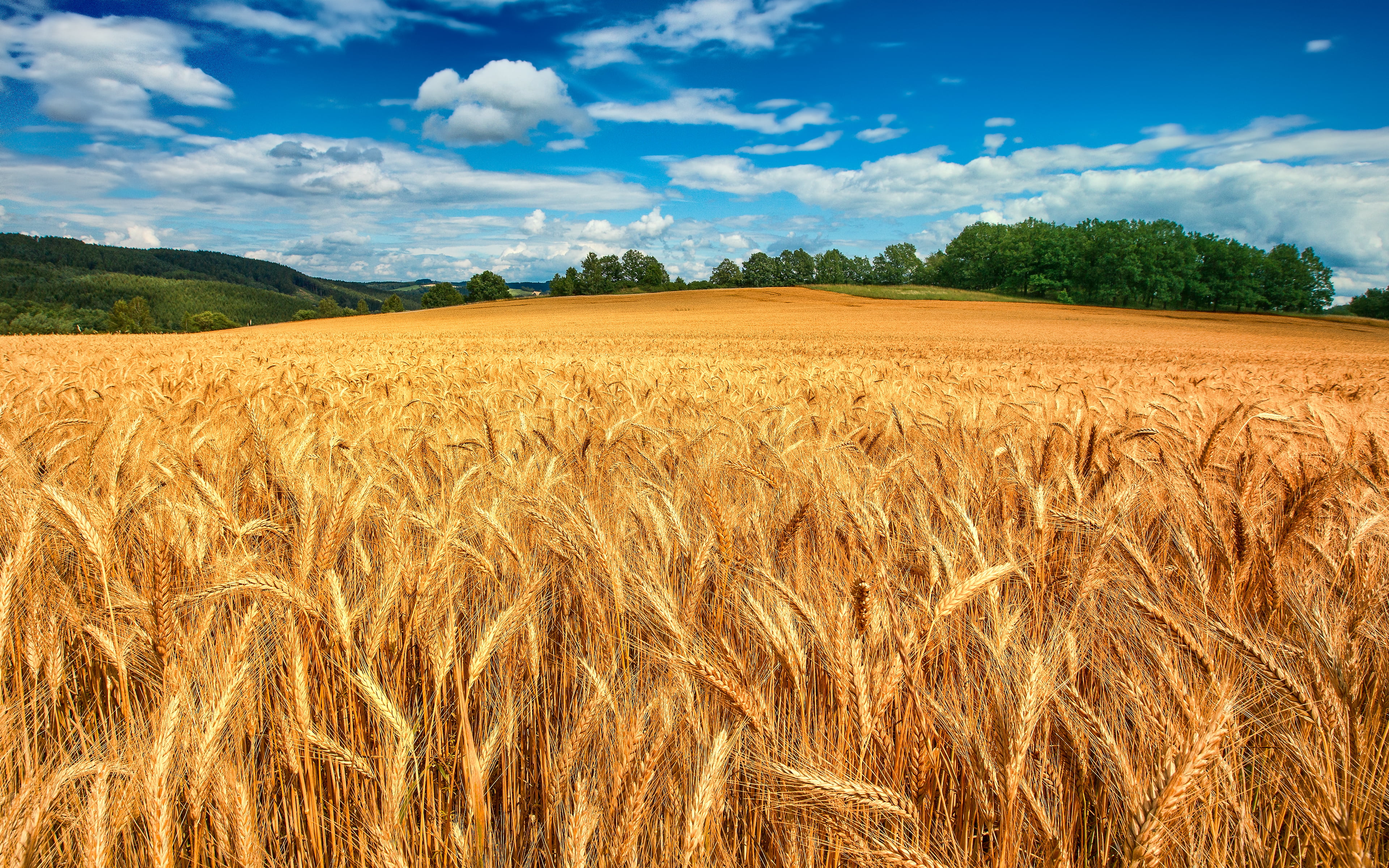 wheat field, forest, the sky, clouds, trees, ears, agriculture