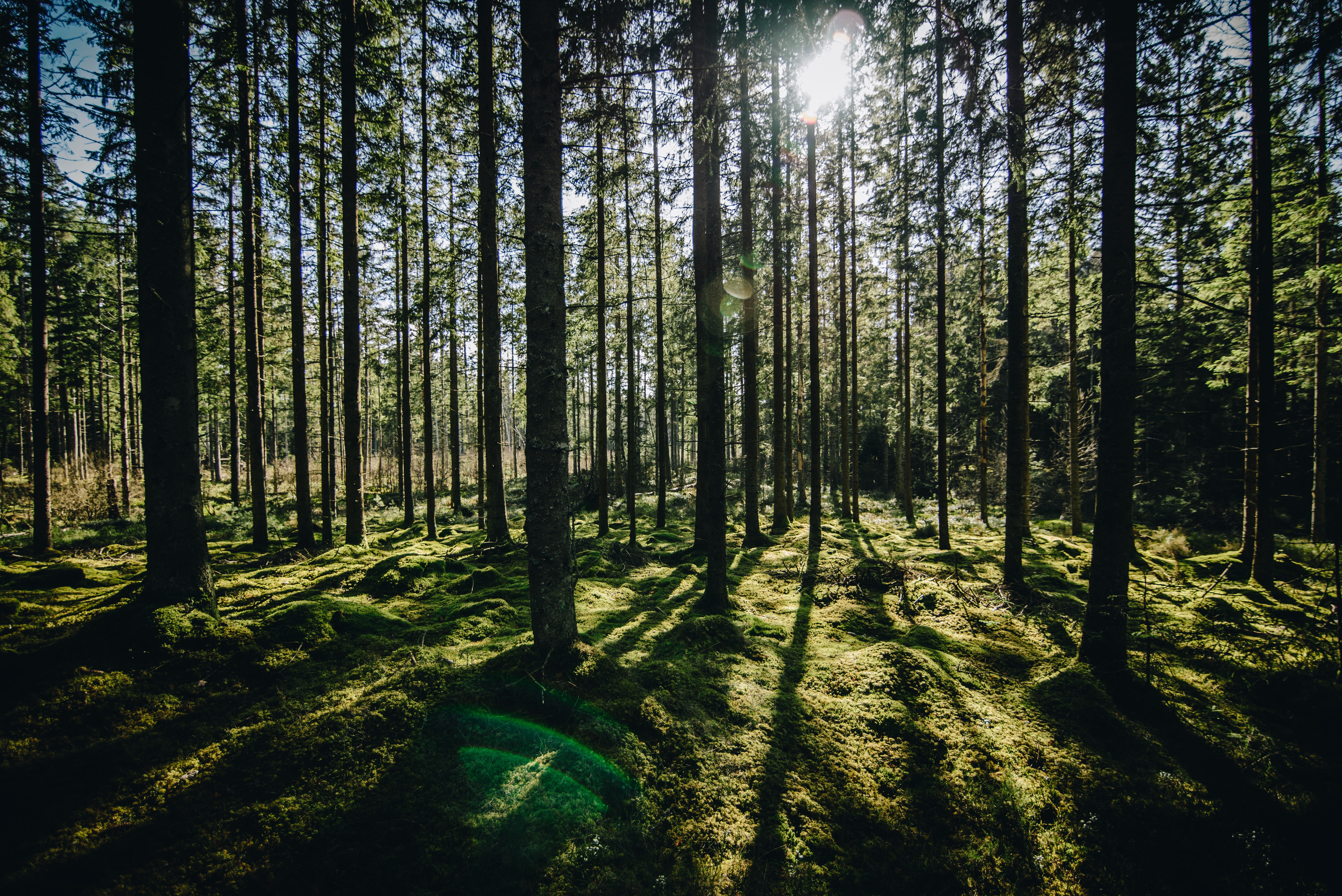 forest, green, sunlight, trees, nature