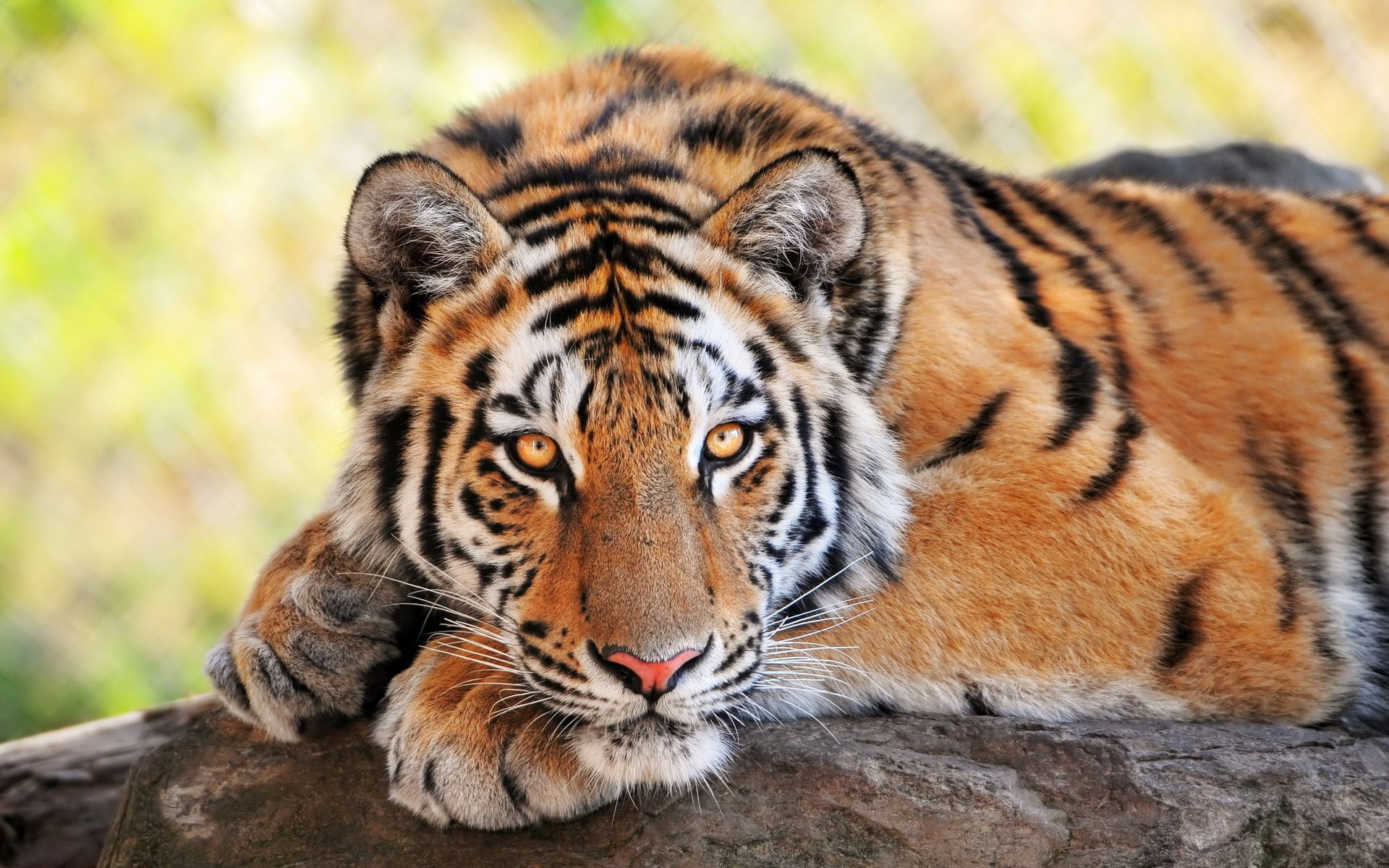 tiger