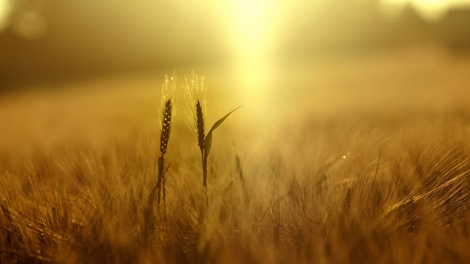wheat, plants, nature, field, depth of field, yellow, spikelets