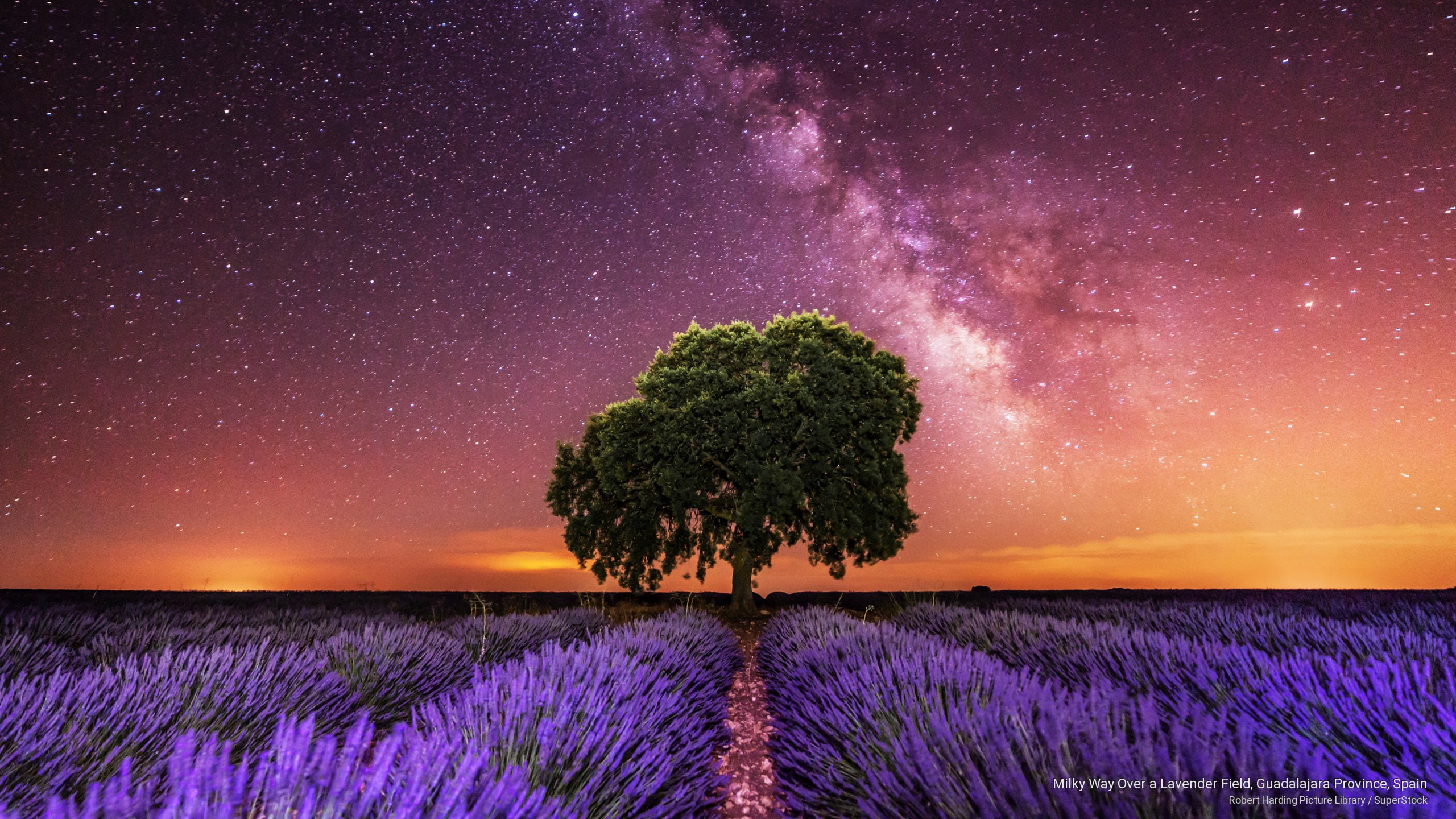 Milky Way Over a Lavender Field, Guadalajara Province, Spain