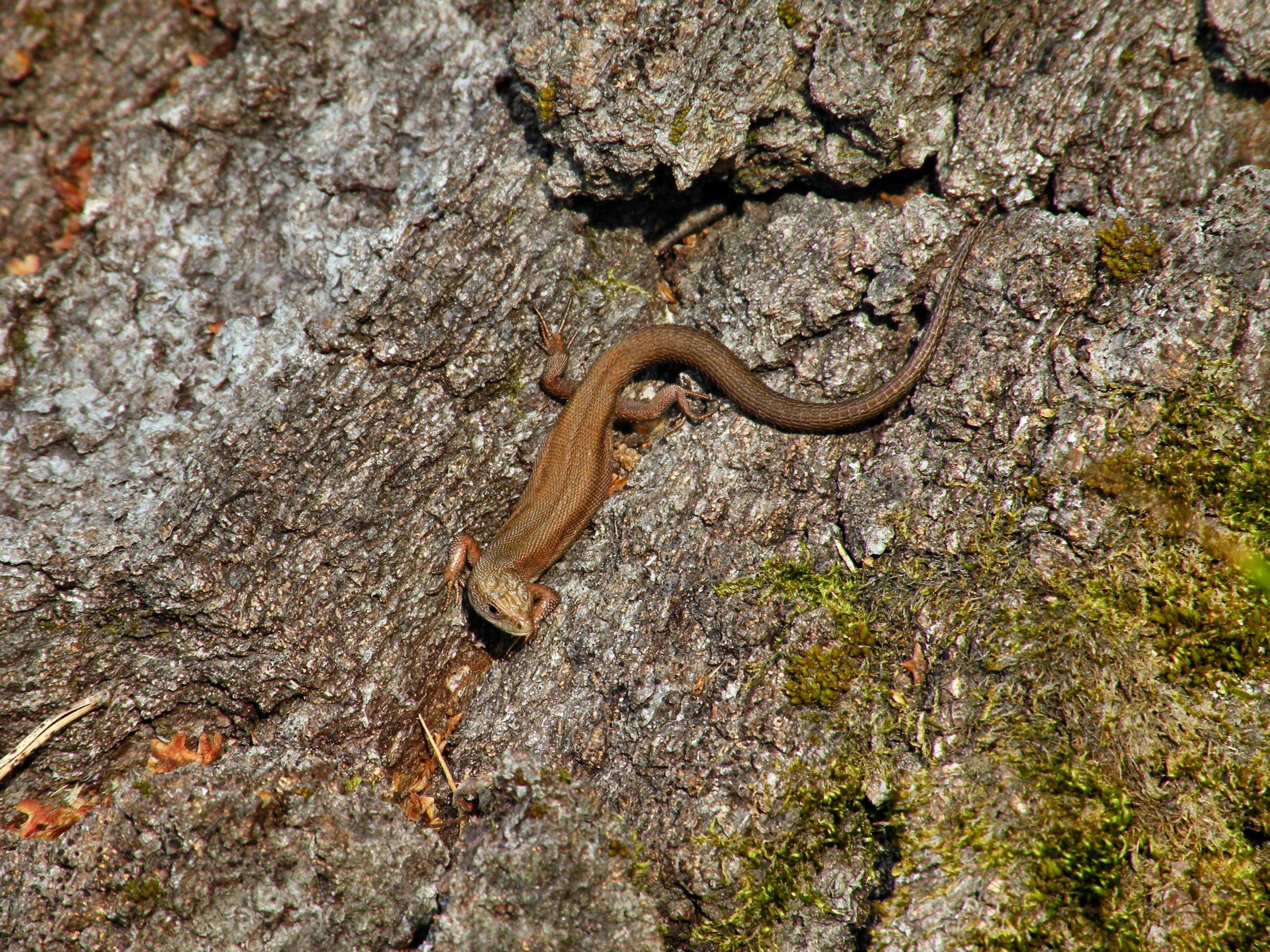 brown salamander, lizard, color, bark, tree, climb, animal, nature