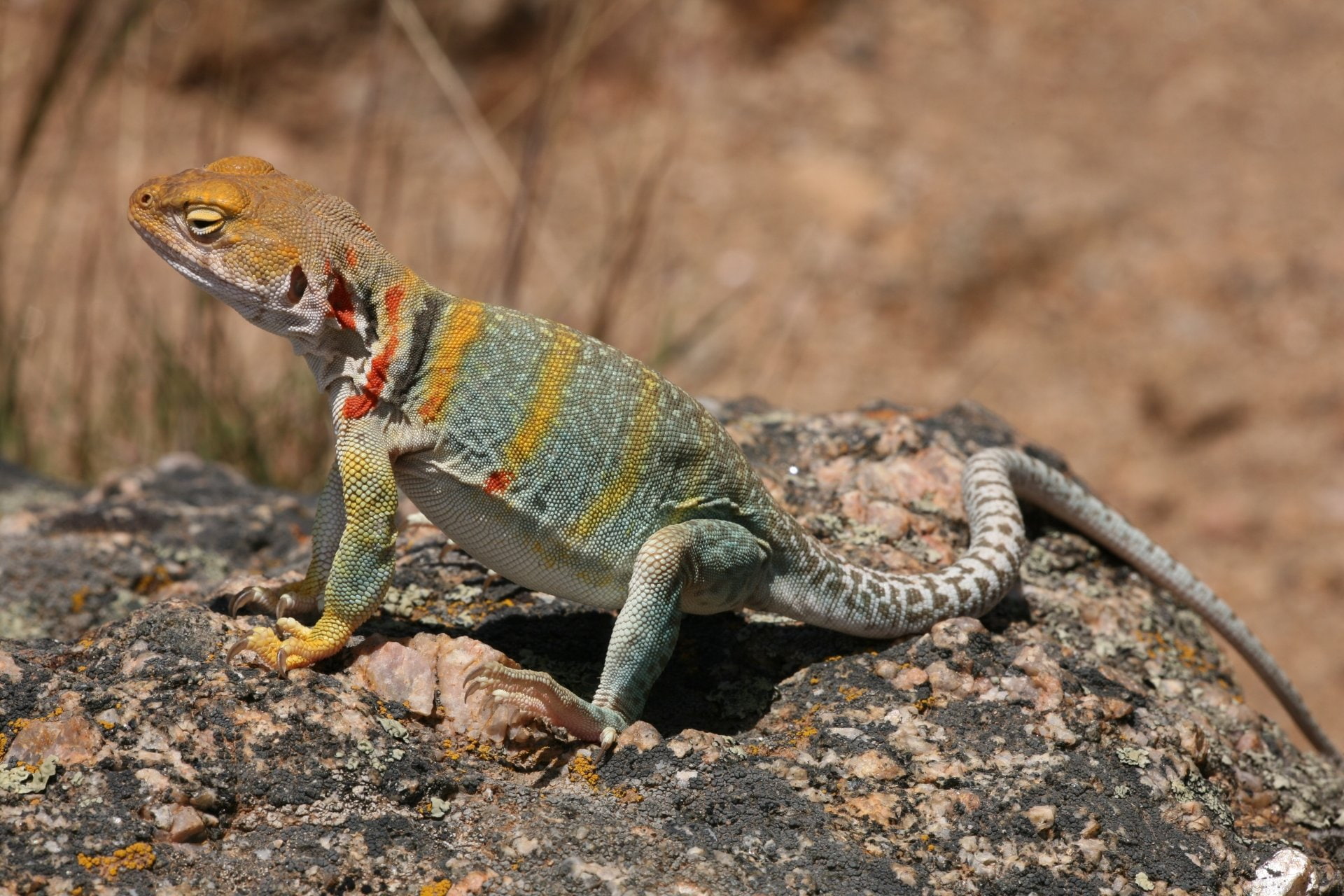 Free download | HD wallpaper: Reptiles, Collared Lizard, Eastern ...