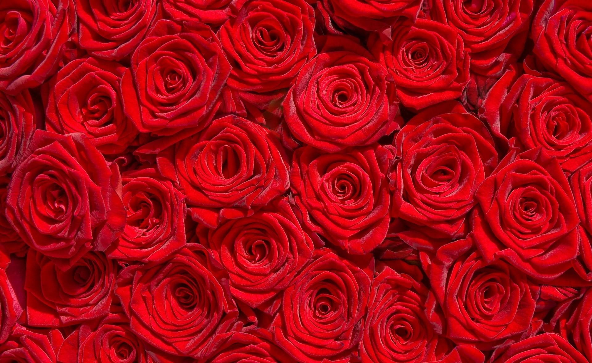 * Million roses *, bed red roses, petals, bouquet, wonderful