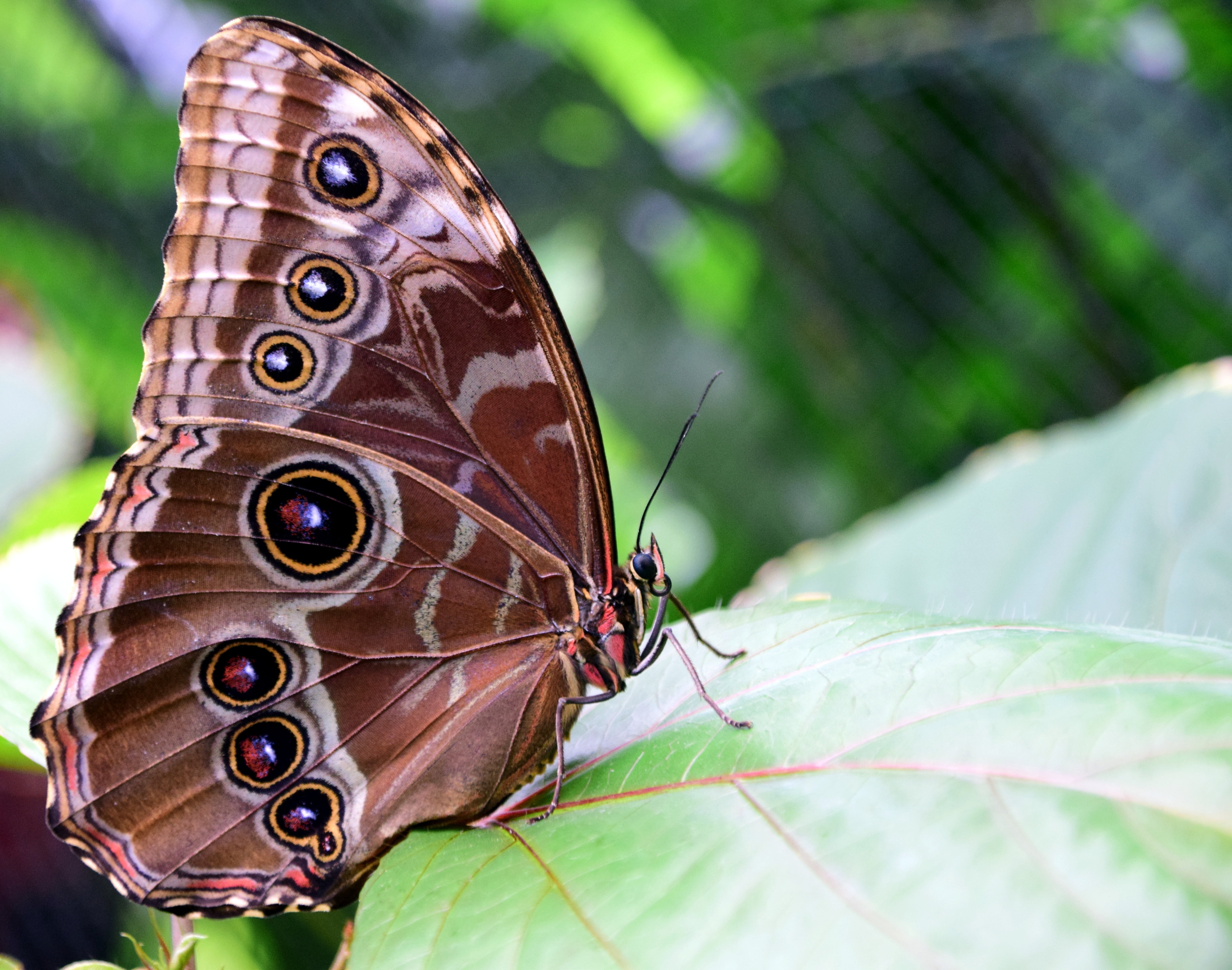morpho butterfly, morpho peleides, patterns, wings, insect, butterfly - Insect
