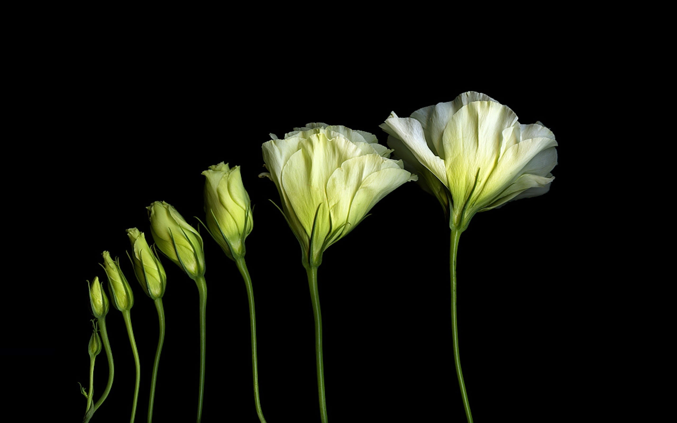 petals, light, shadow, stem